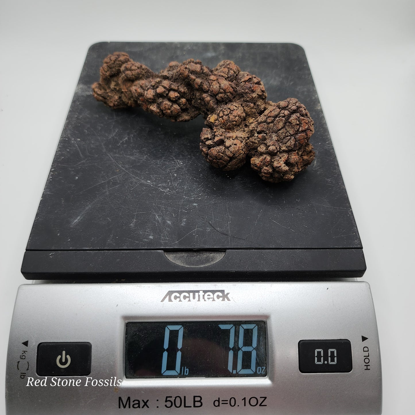 Coprolite! Fantastic Fossilized Feces
