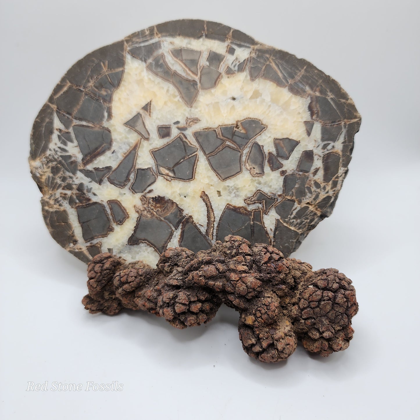 Coprolite! Fantastic Fossilized Feces