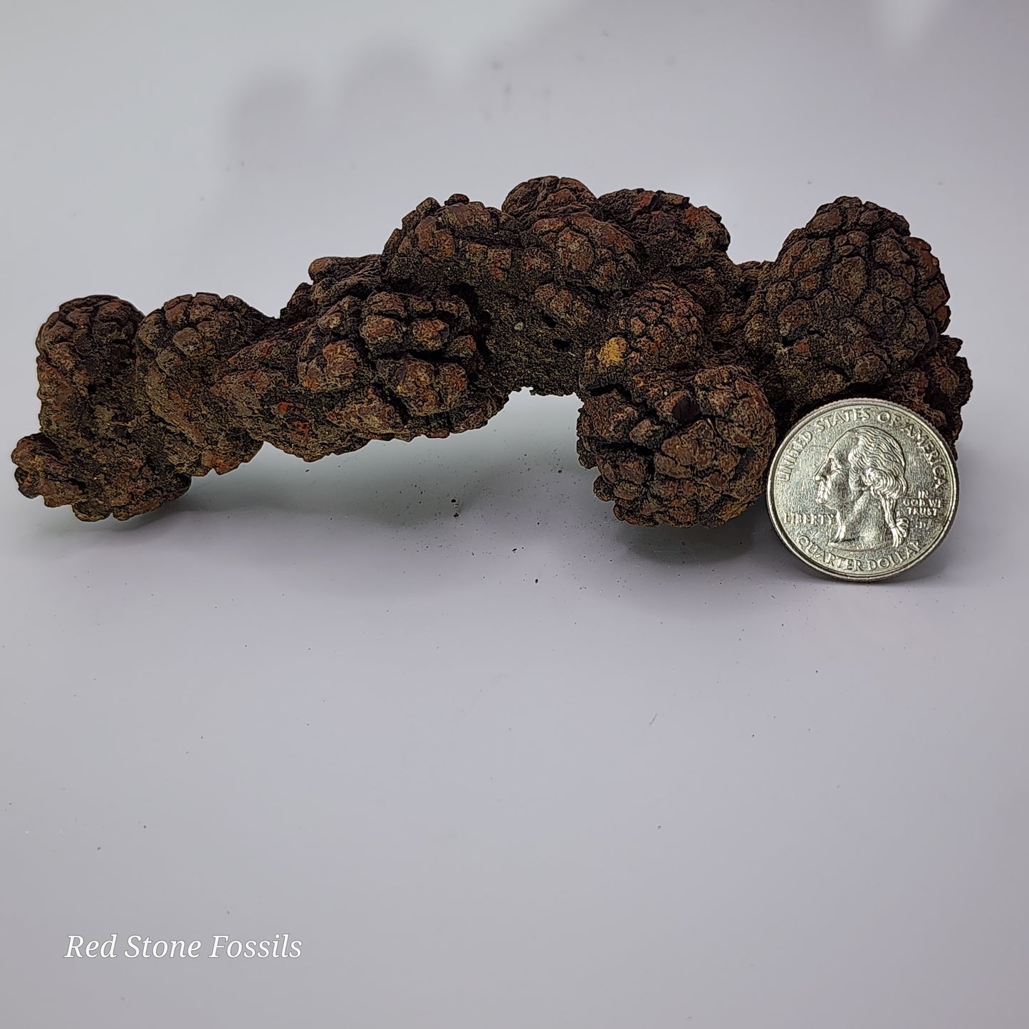 Coprolite! Fantastic Fossilized Feces