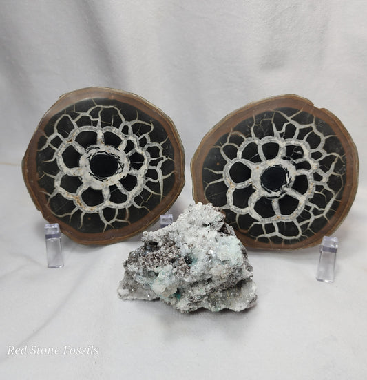 Stunning White Calcite Veins in this Septarian Nodule