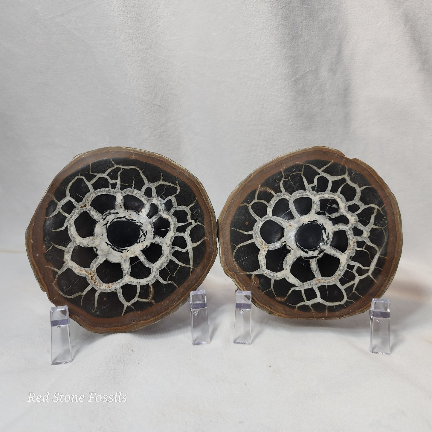 Stunning White Calcite Veins in this Septarian Nodule