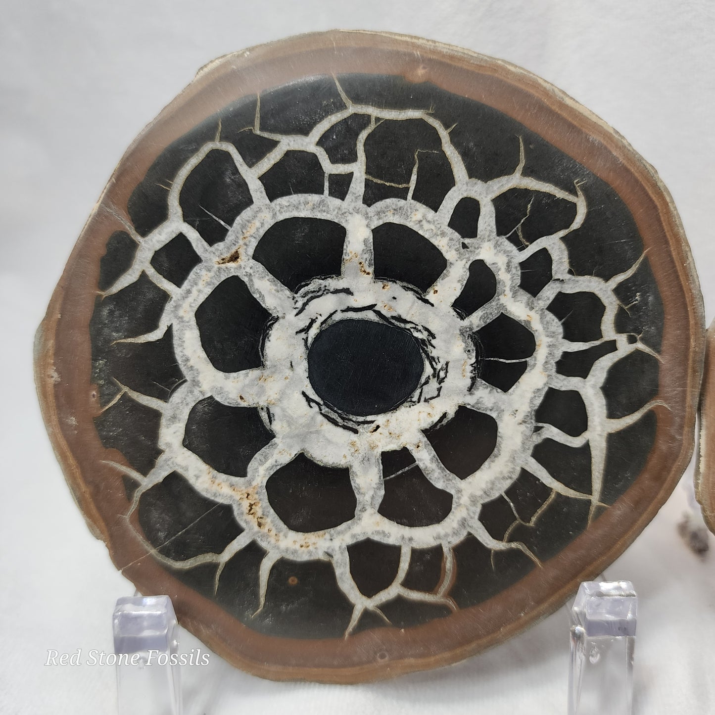 Stunning White Calcite Veins in this Septarian Nodule