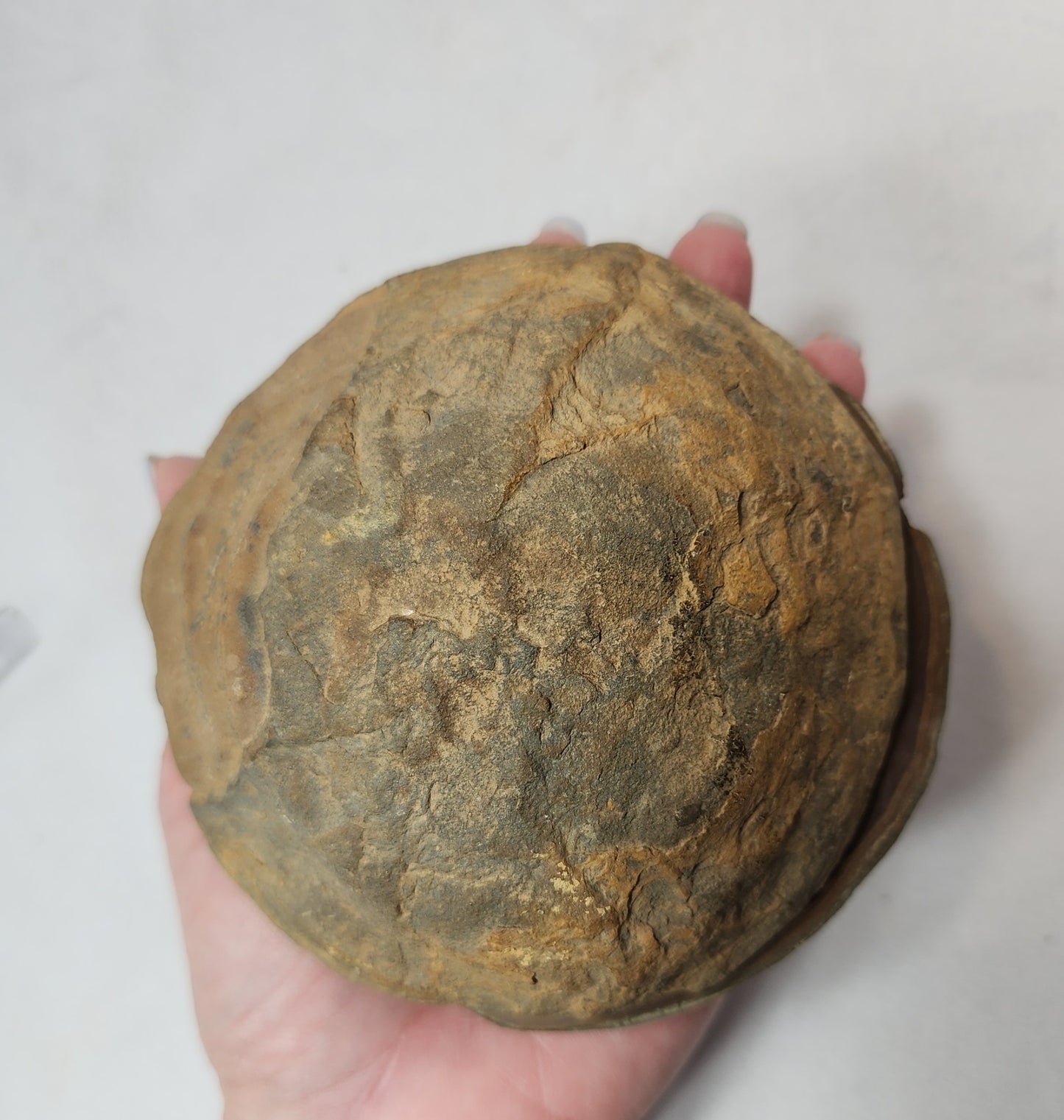 Stunning White Calcite Veins in this Septarian Nodule