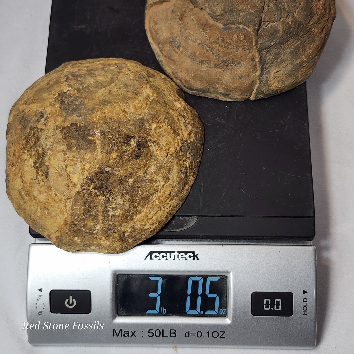 Stunning White Calcite Veins in this Septarian Nodule