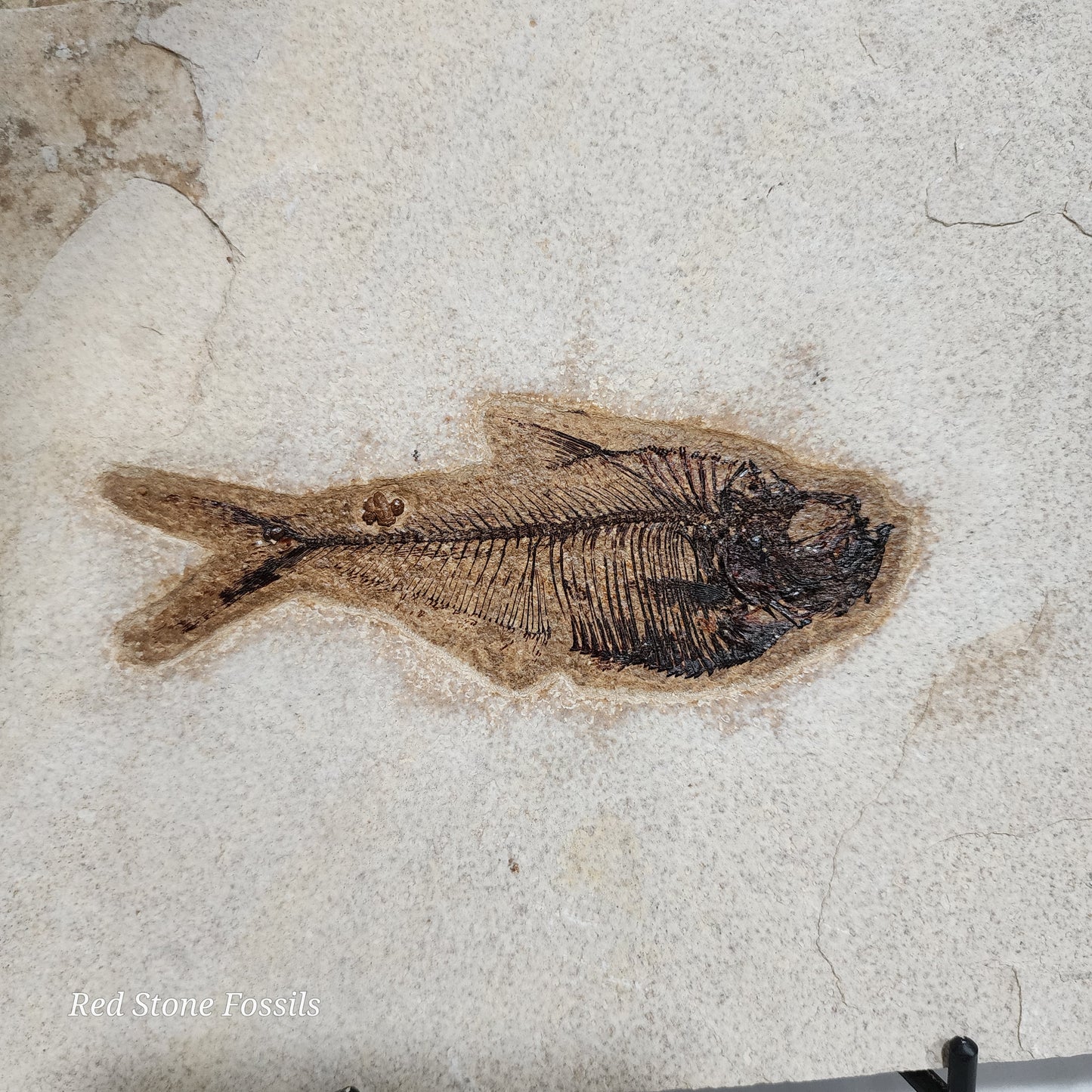 Pleasantly Preserved Diplomystus Fish