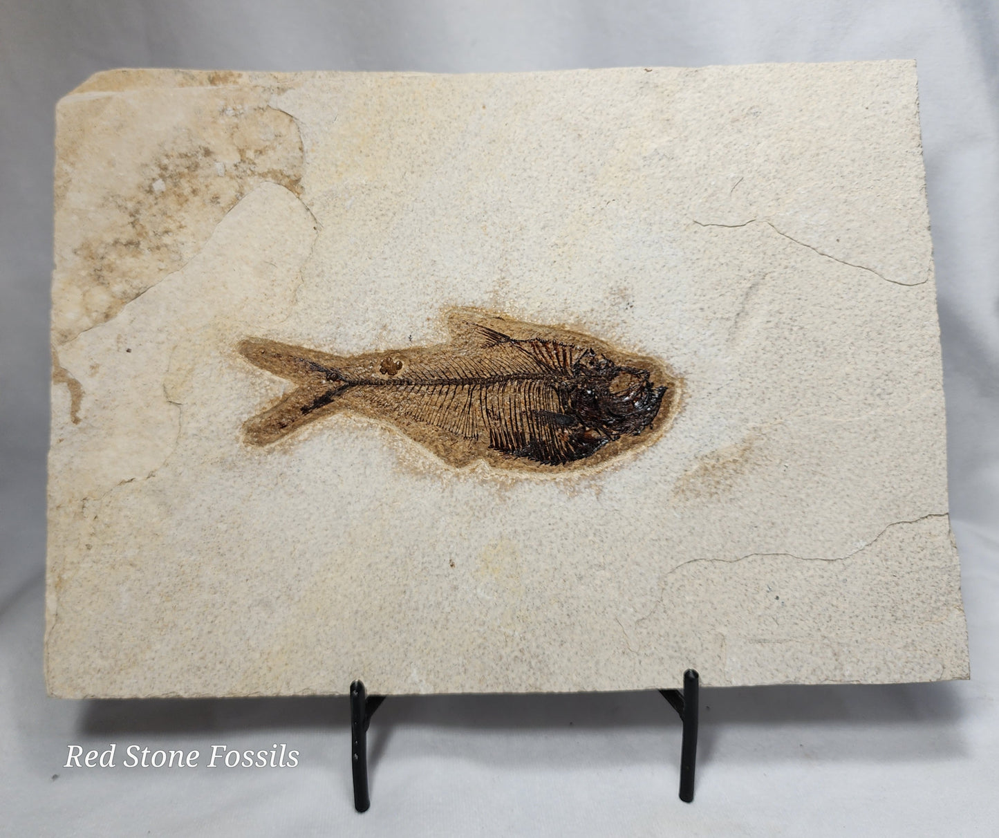 Pleasantly Preserved Diplomystus Fish