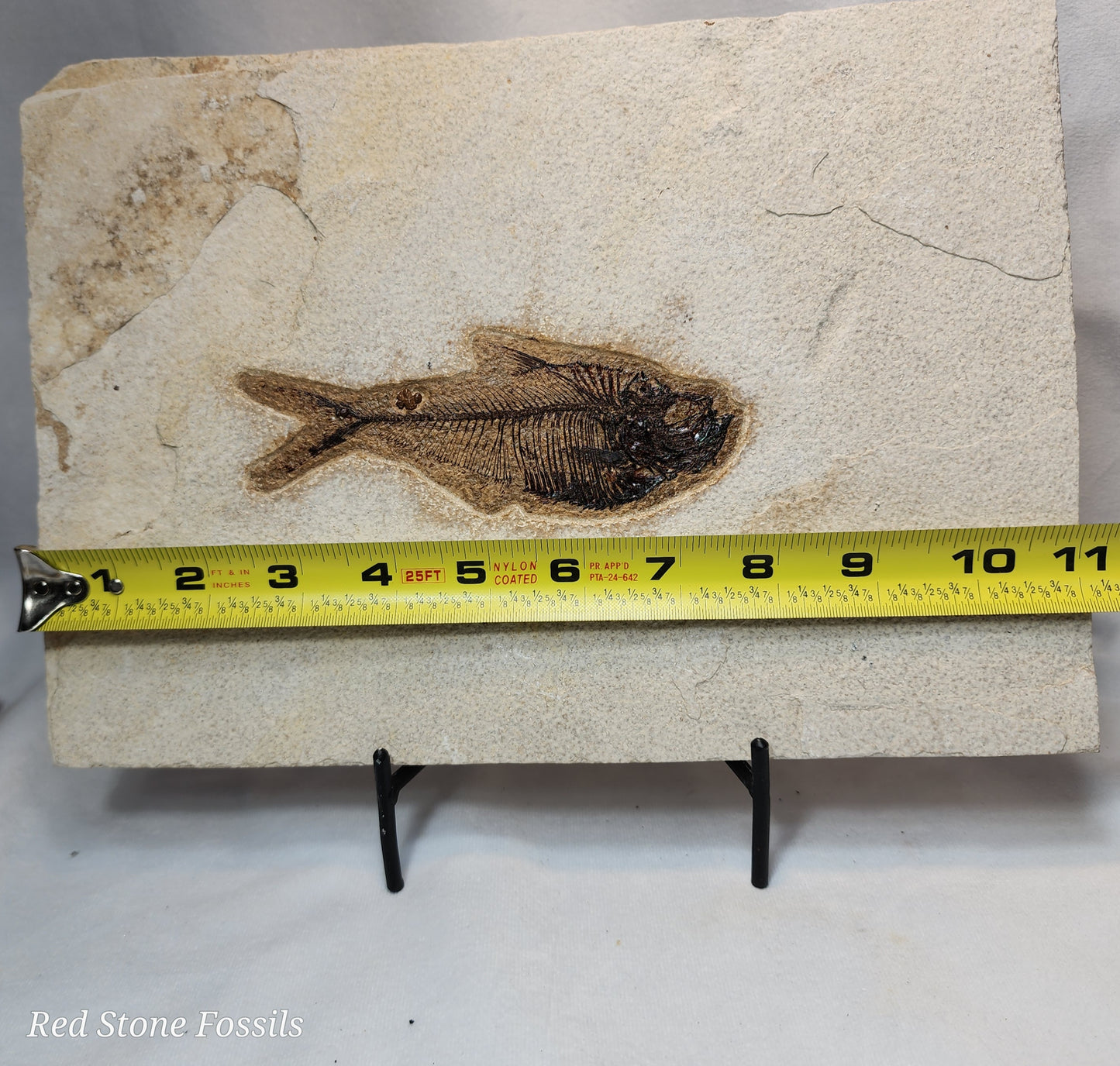 Pleasantly Preserved Diplomystus Fish
