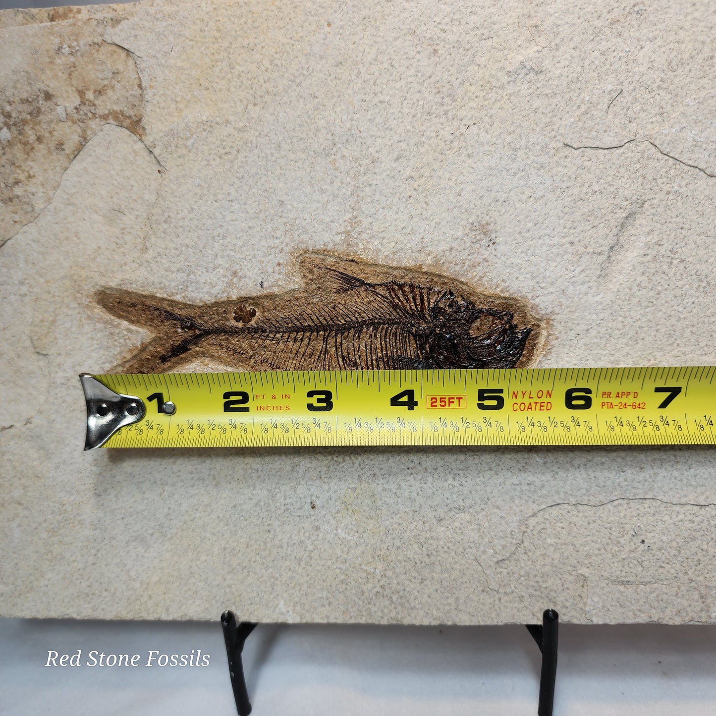 Pleasantly Preserved Diplomystus Fish
