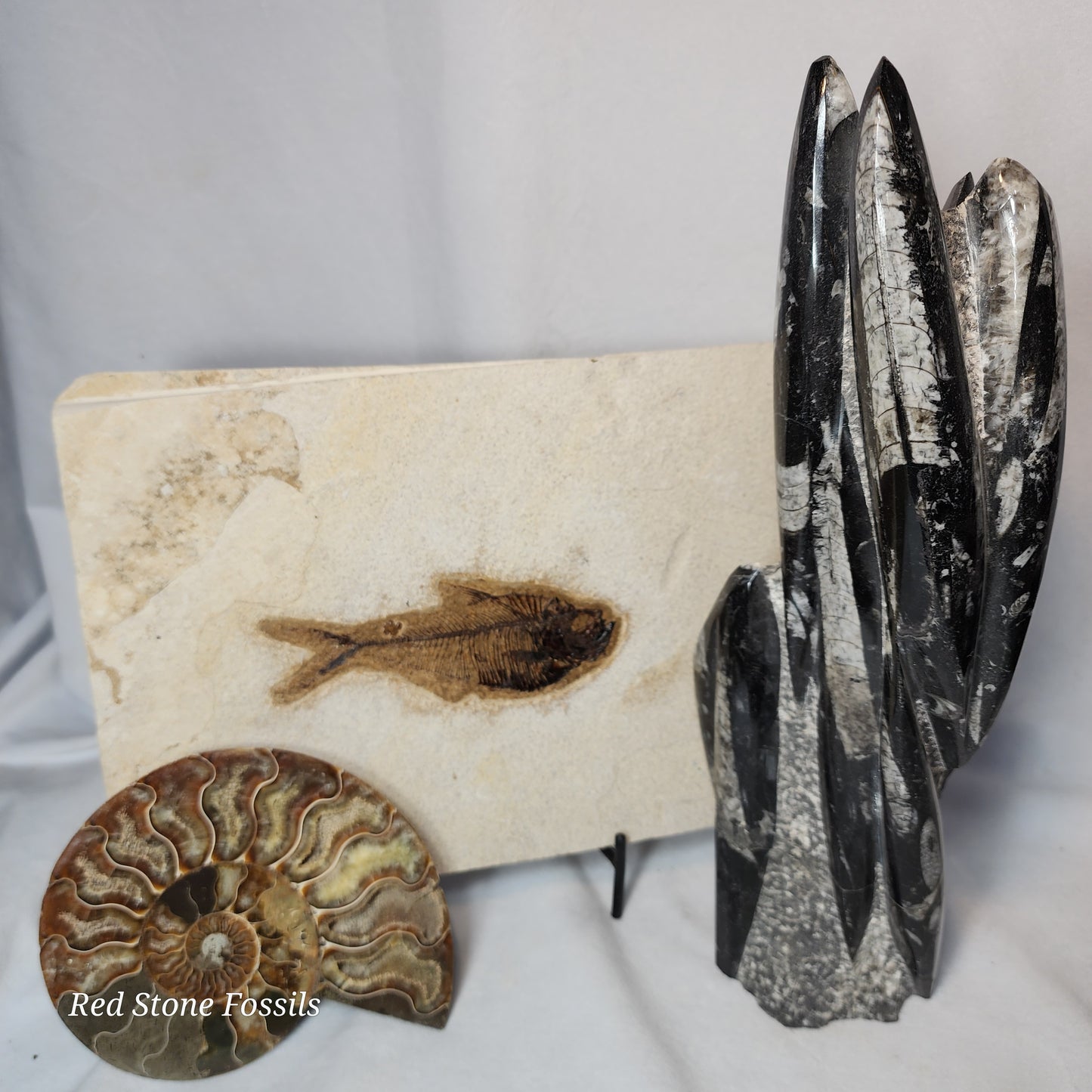 Pleasantly Preserved Diplomystus Fish