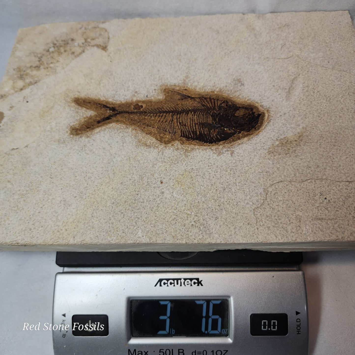 Pleasantly Preserved Diplomystus Fish