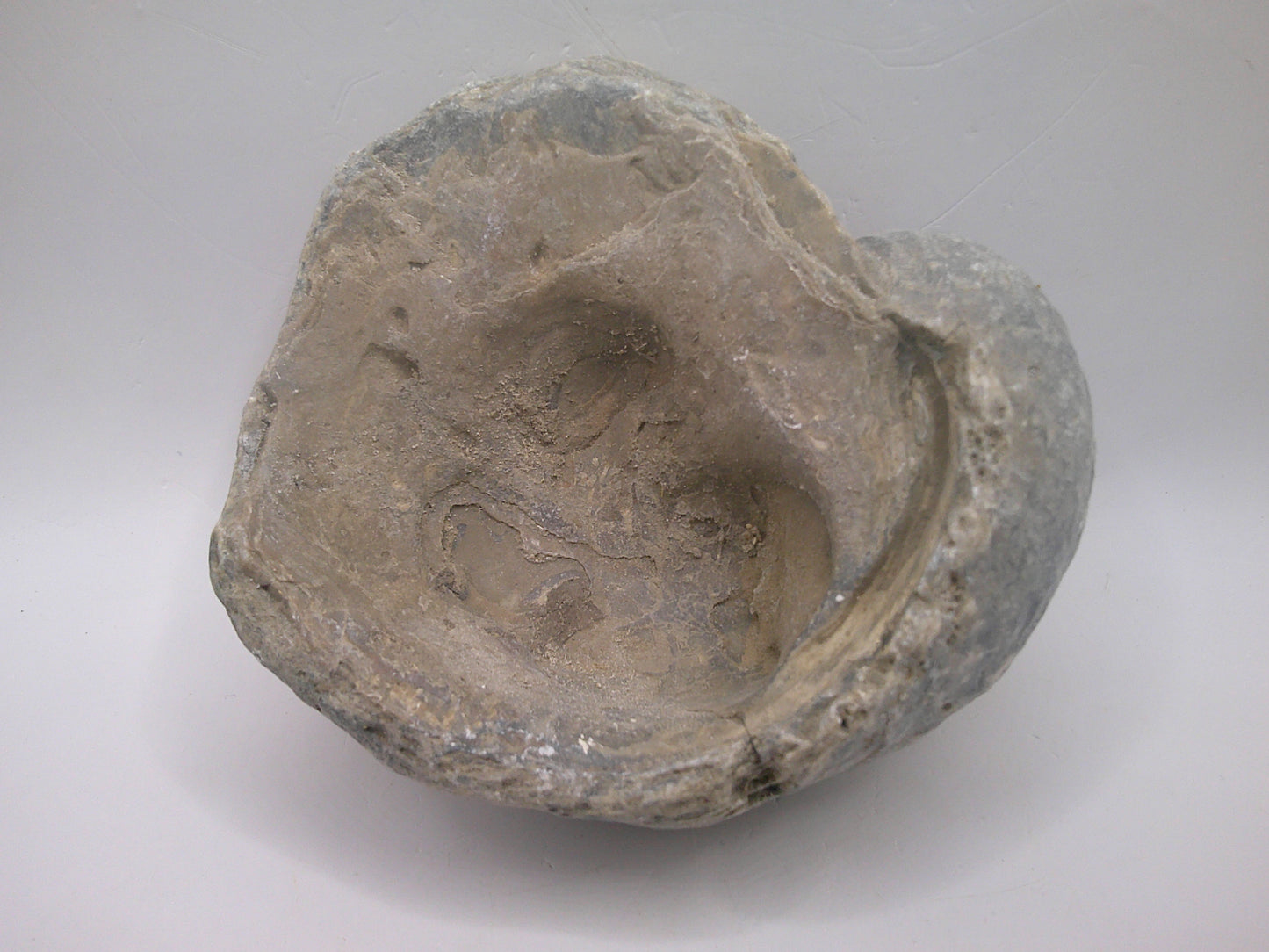 Exogyra Ponderosa