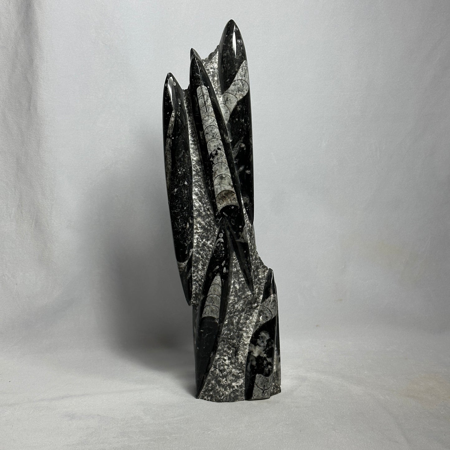 14.5" Beautiful Orthoceras Tower