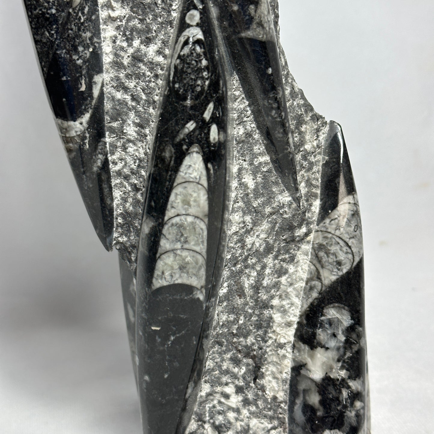 14.5" Beautiful Orthoceras Tower