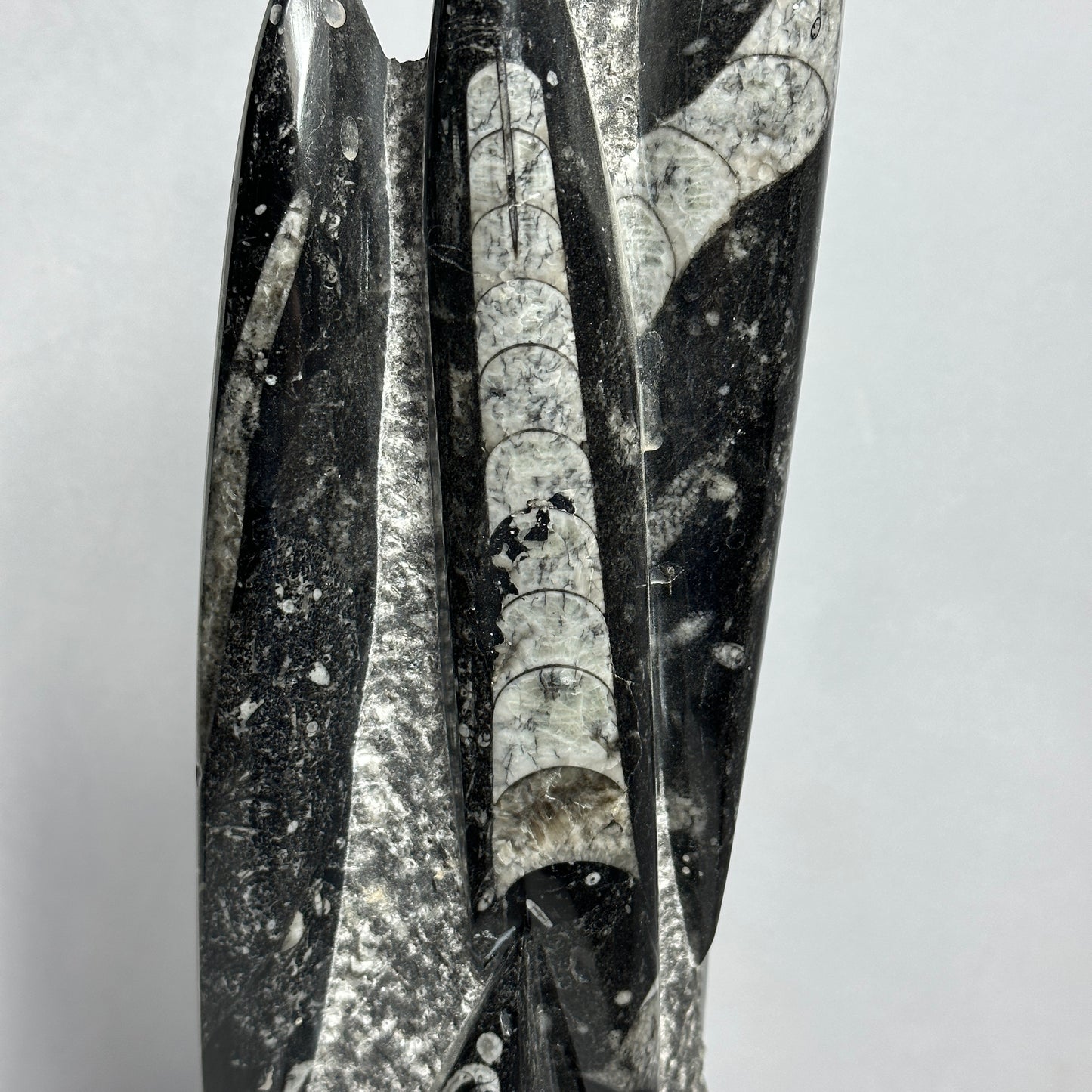 14.5" Beautiful Orthoceras Tower