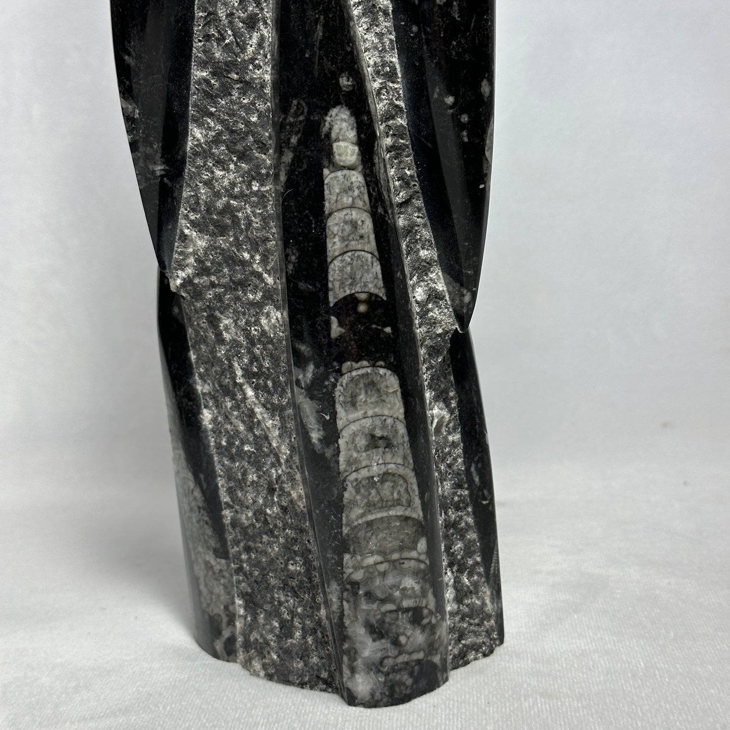 14.5" Beautiful Orthoceras Tower