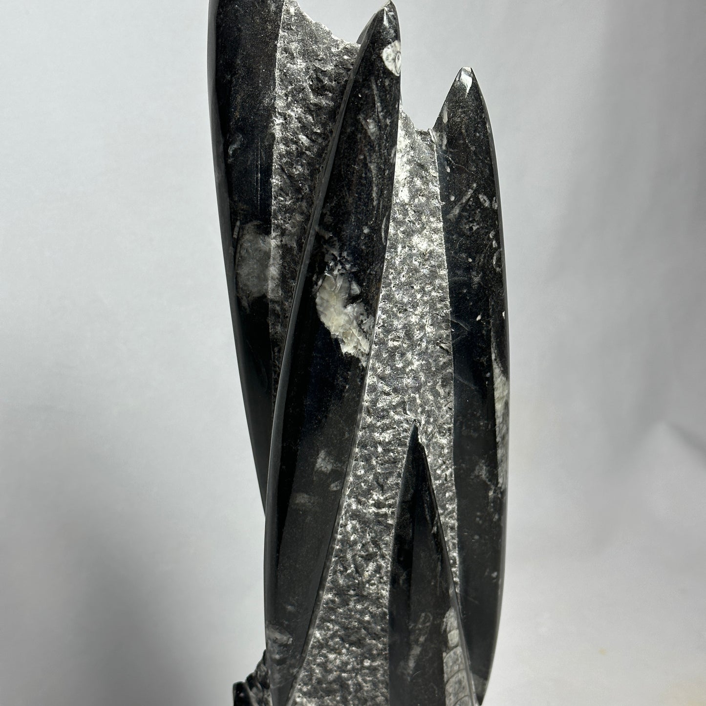 14.5" Beautiful Orthoceras Tower