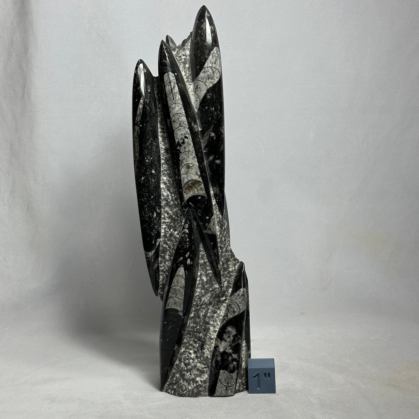 14.5" Beautiful Orthoceras Tower