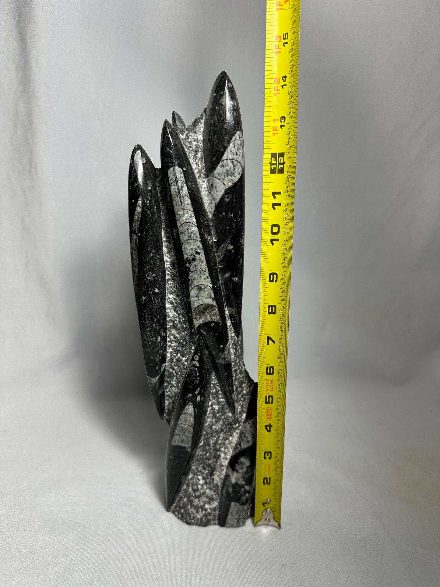 14.5" Beautiful Orthoceras Tower