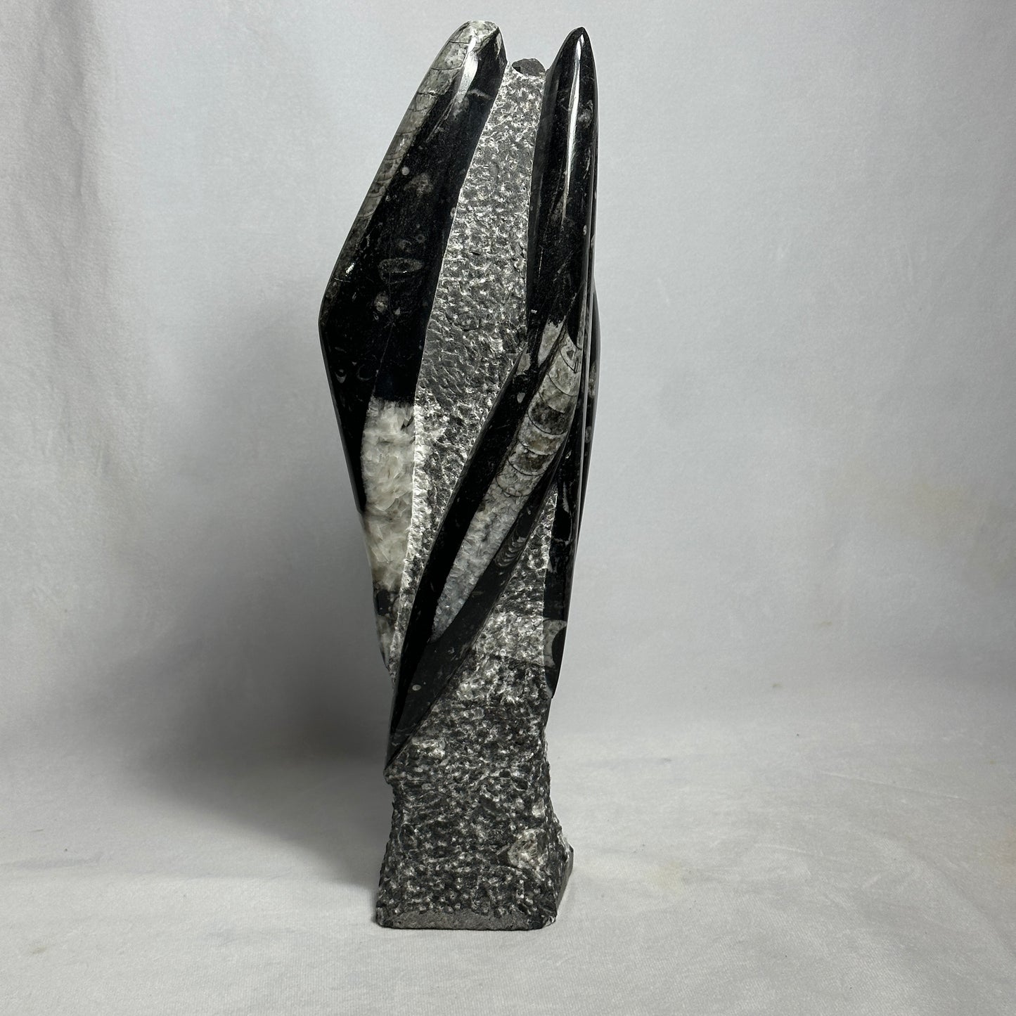 13.5" Beautiful Orthoceras Tower