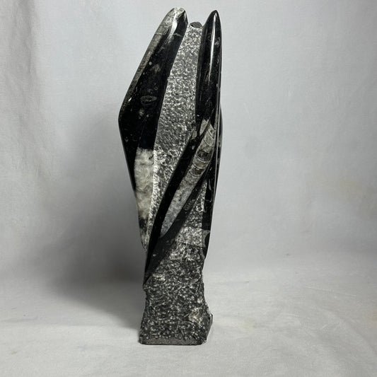 13.5" Beautiful Orthoceras Tower