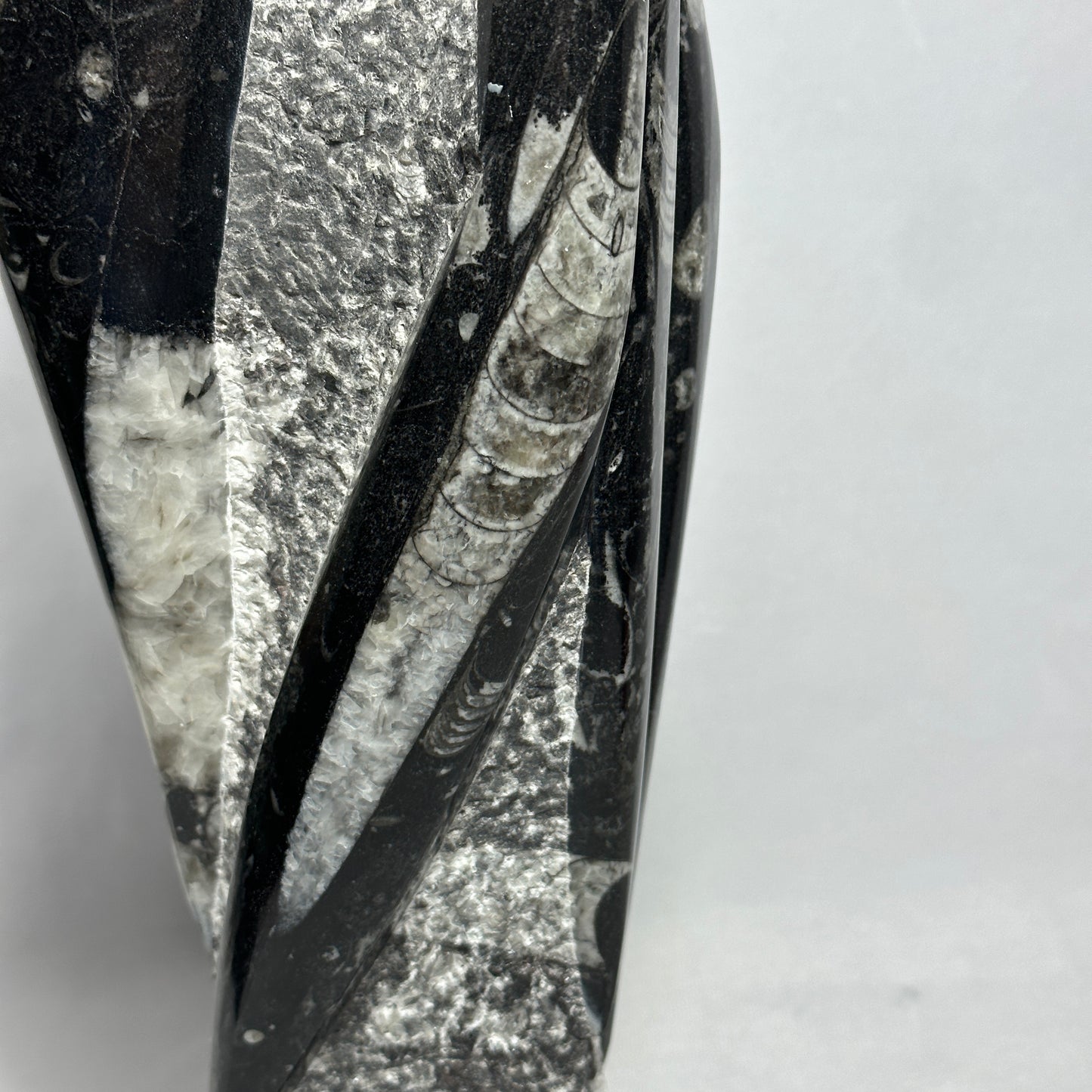13.5" Beautiful Orthoceras Tower