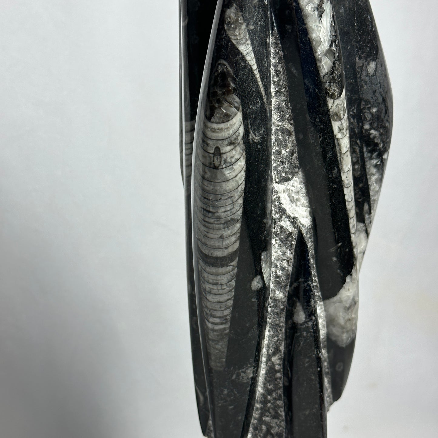13.5" Beautiful Orthoceras Tower