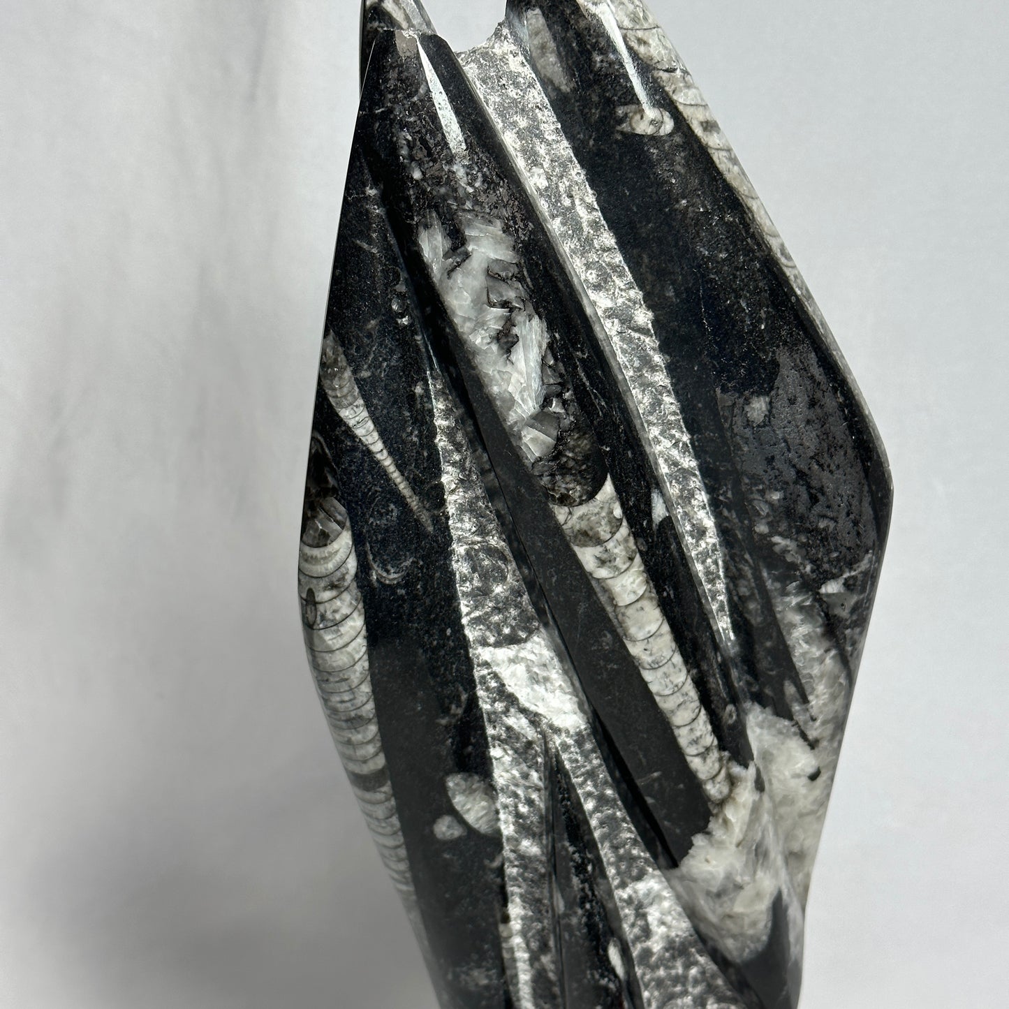 13.5" Beautiful Orthoceras Tower