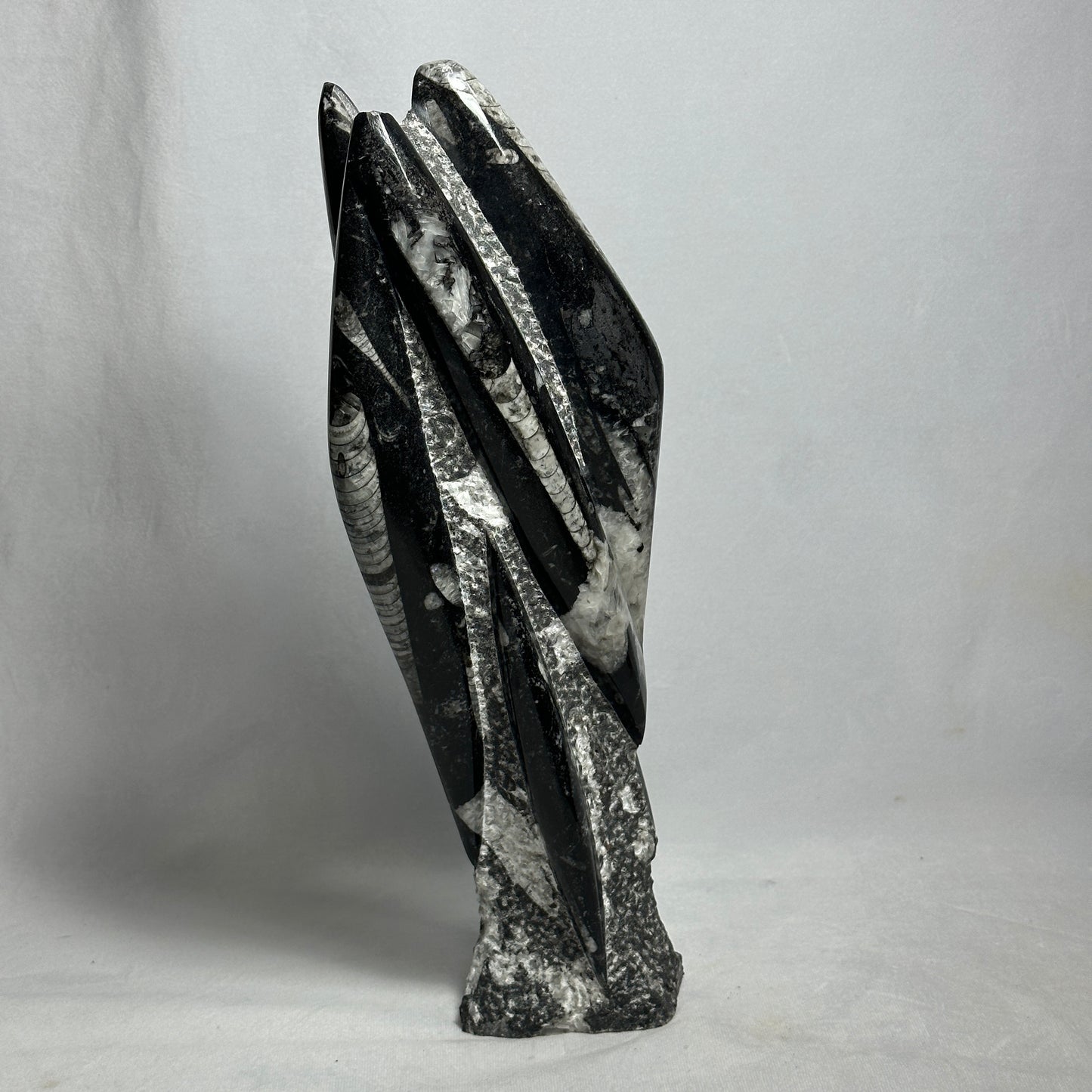 13.5" Beautiful Orthoceras Tower