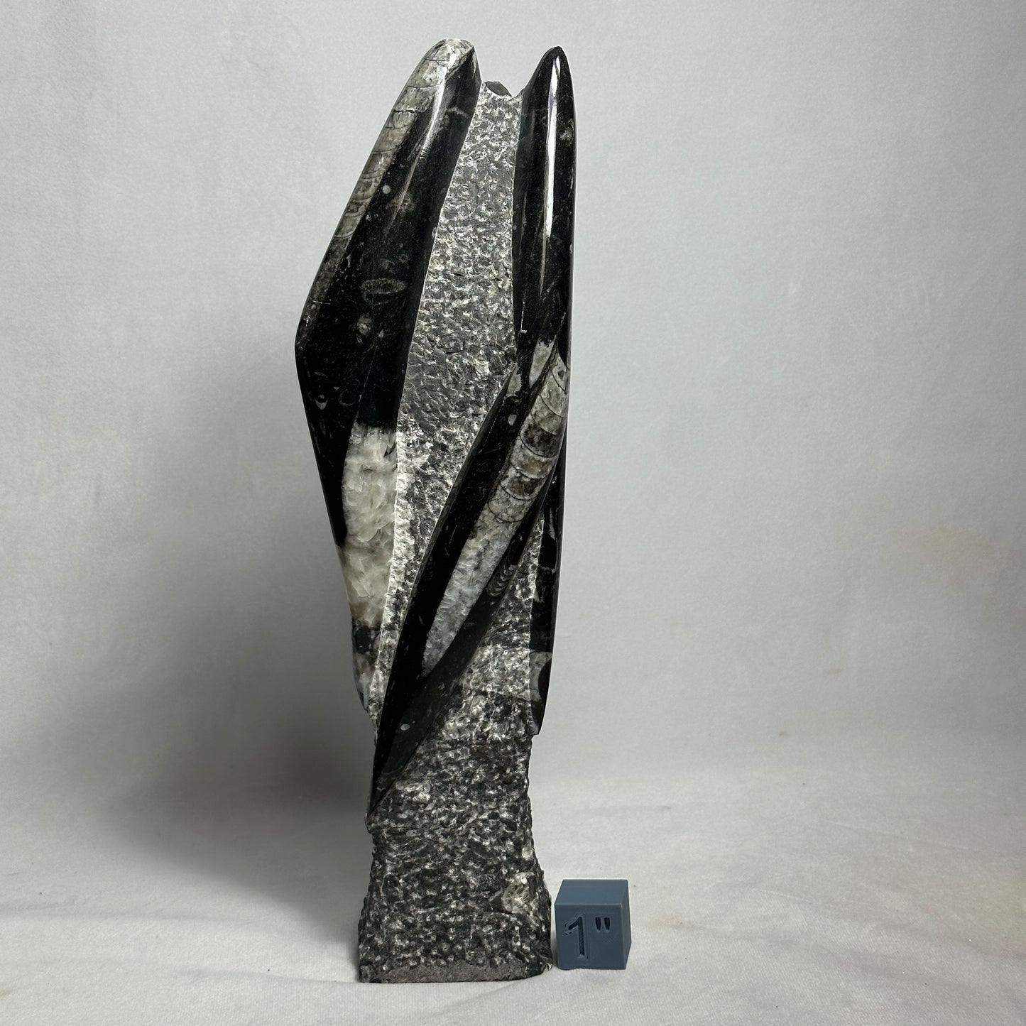 13.5" Beautiful Orthoceras Tower