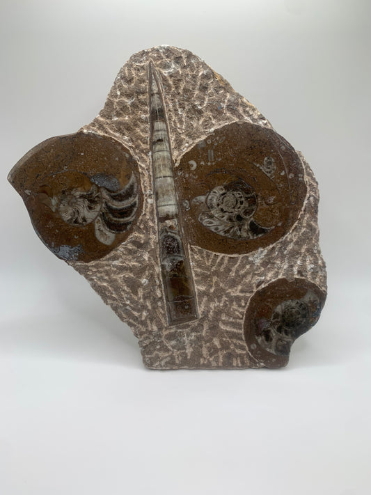 Great Goniatite and Orthoceras Cut Base