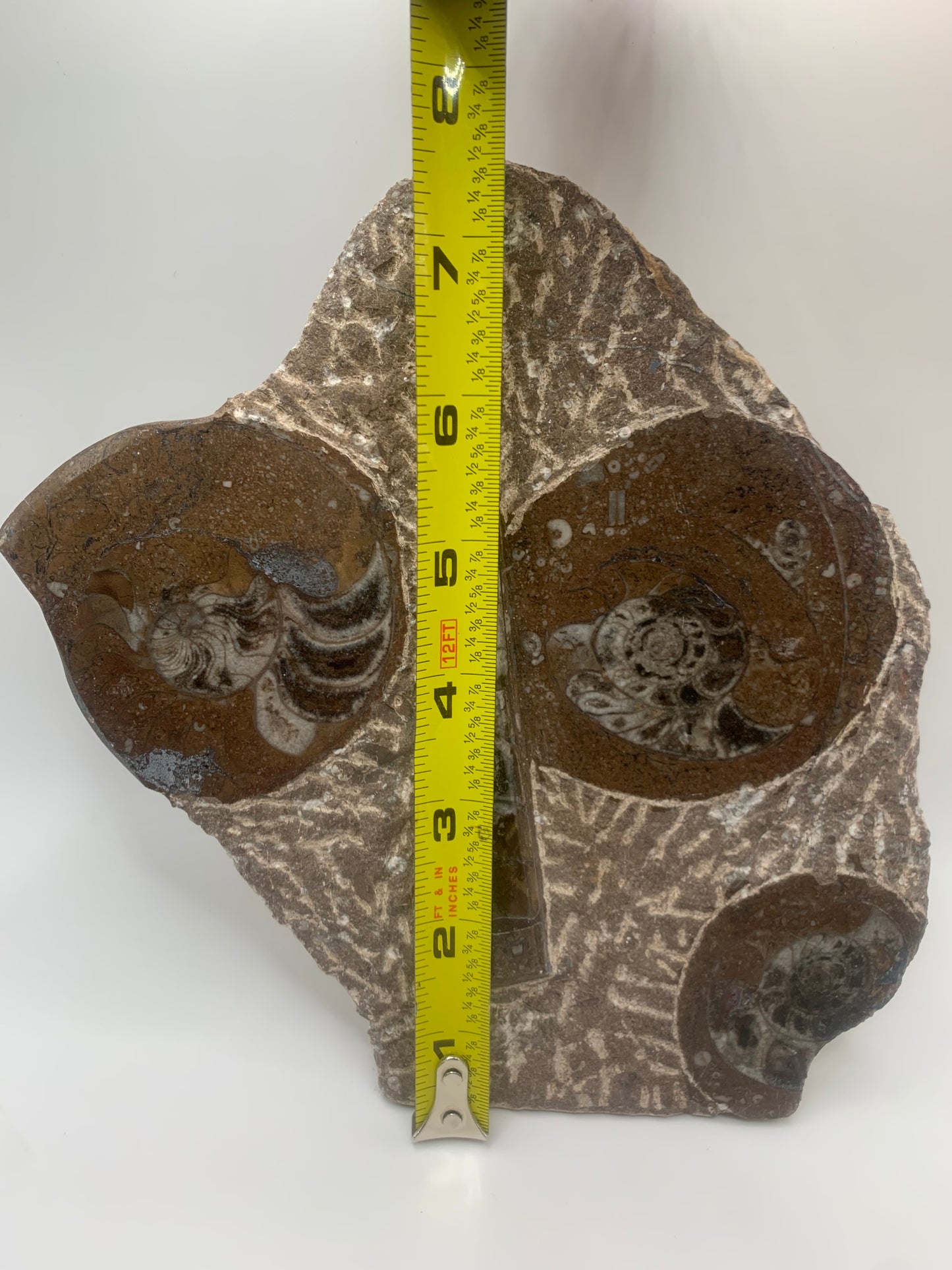 Great Goniatite and Orthoceras Cut Base