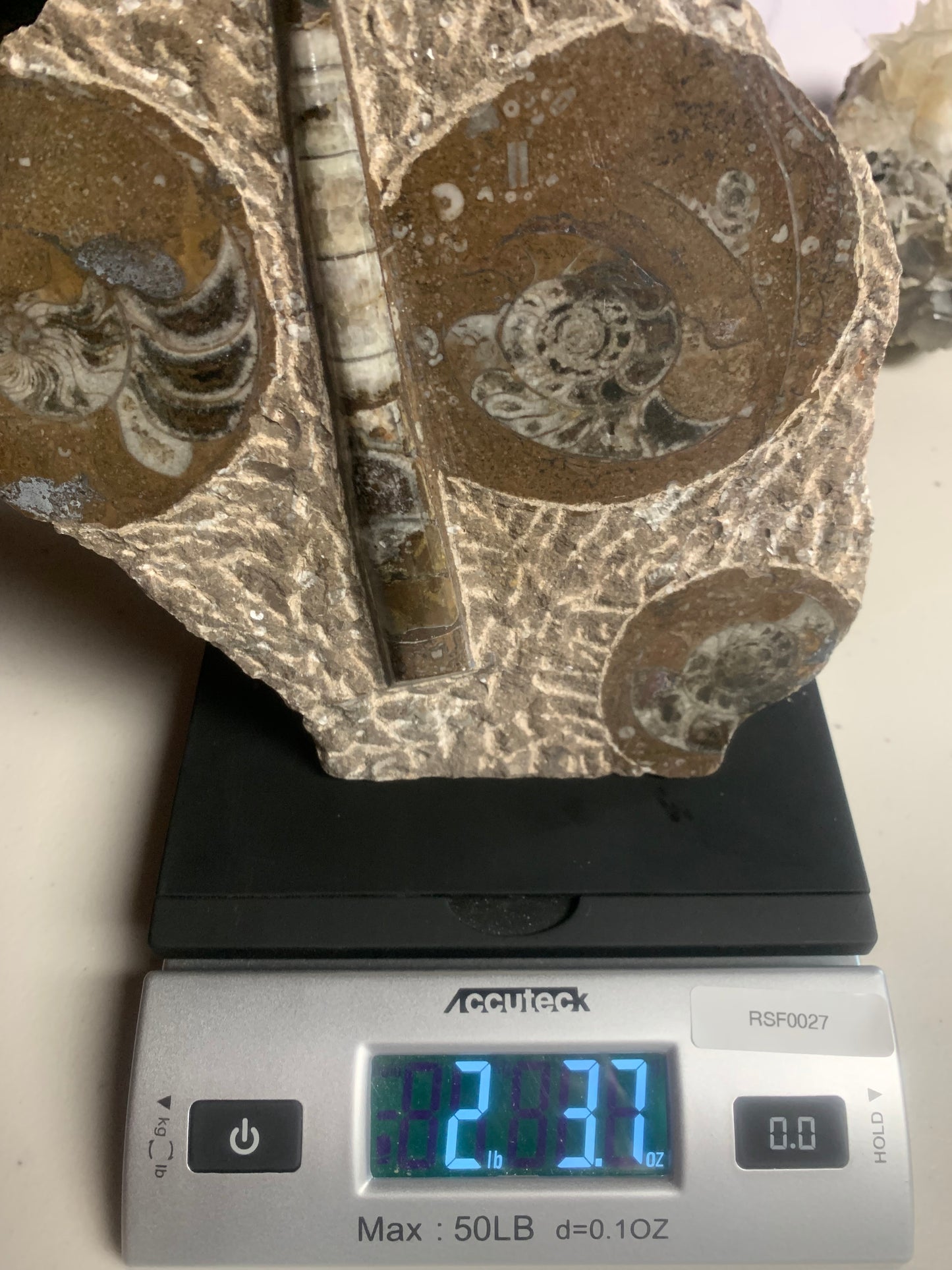 Great Goniatite and Orthoceras Cut Base