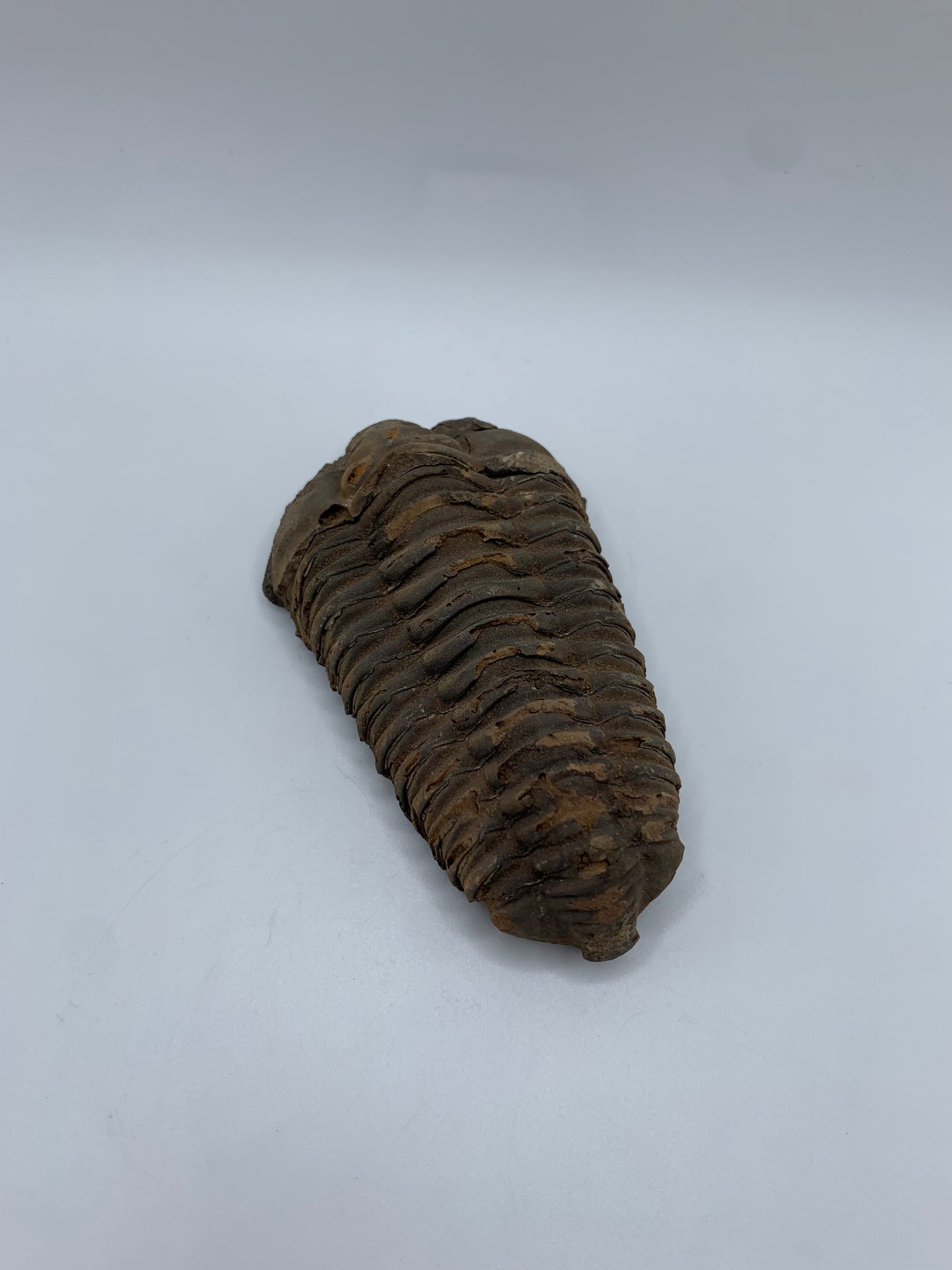 Flexicalymene Fossil
