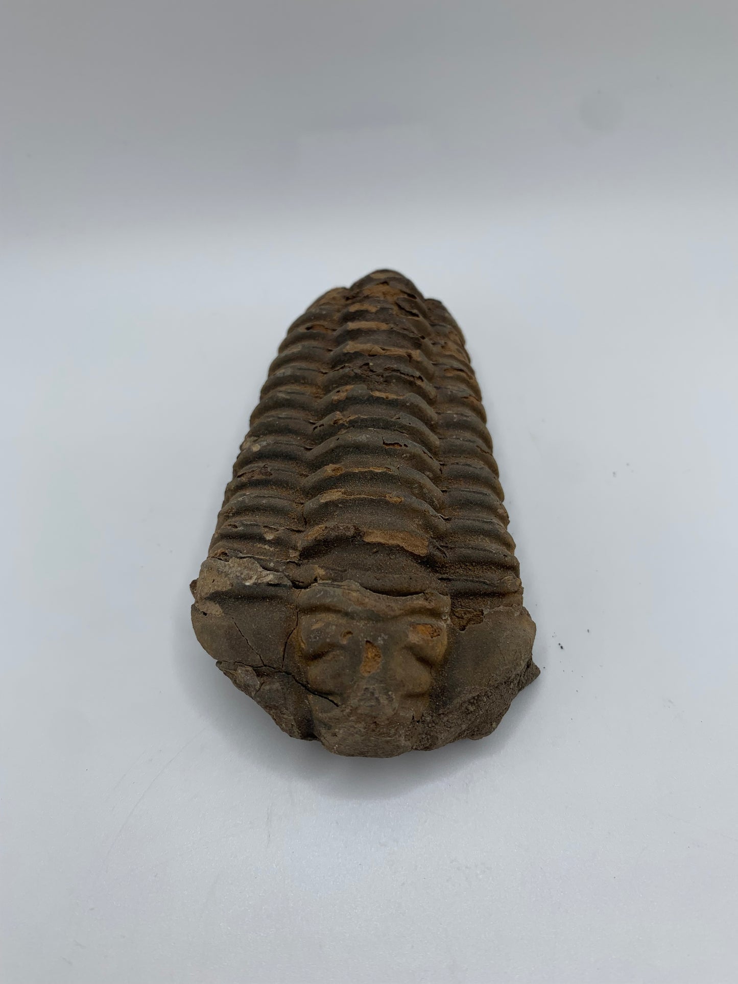 Flexicalymene Fossil