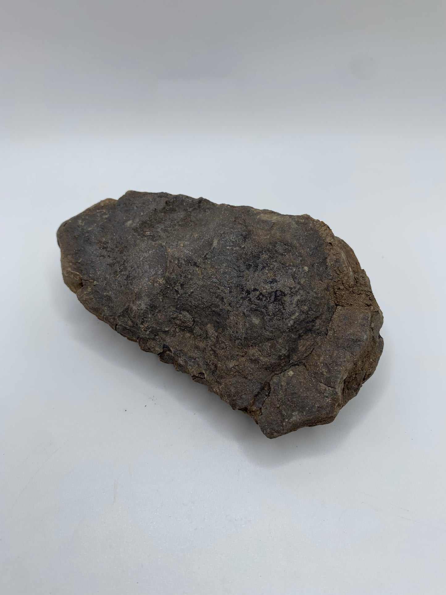 Flexicalymene Fossil