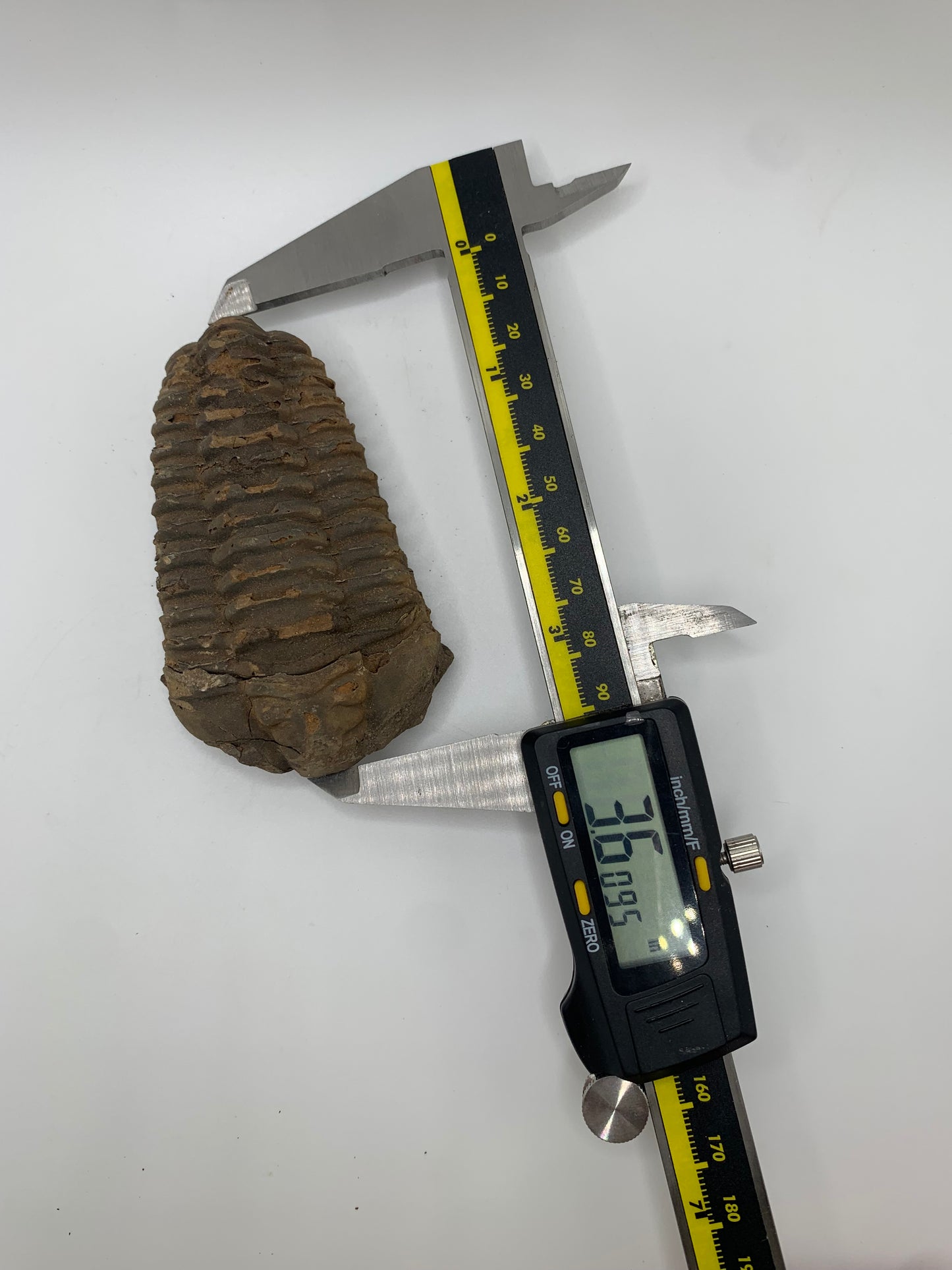 Flexicalymene Fossil