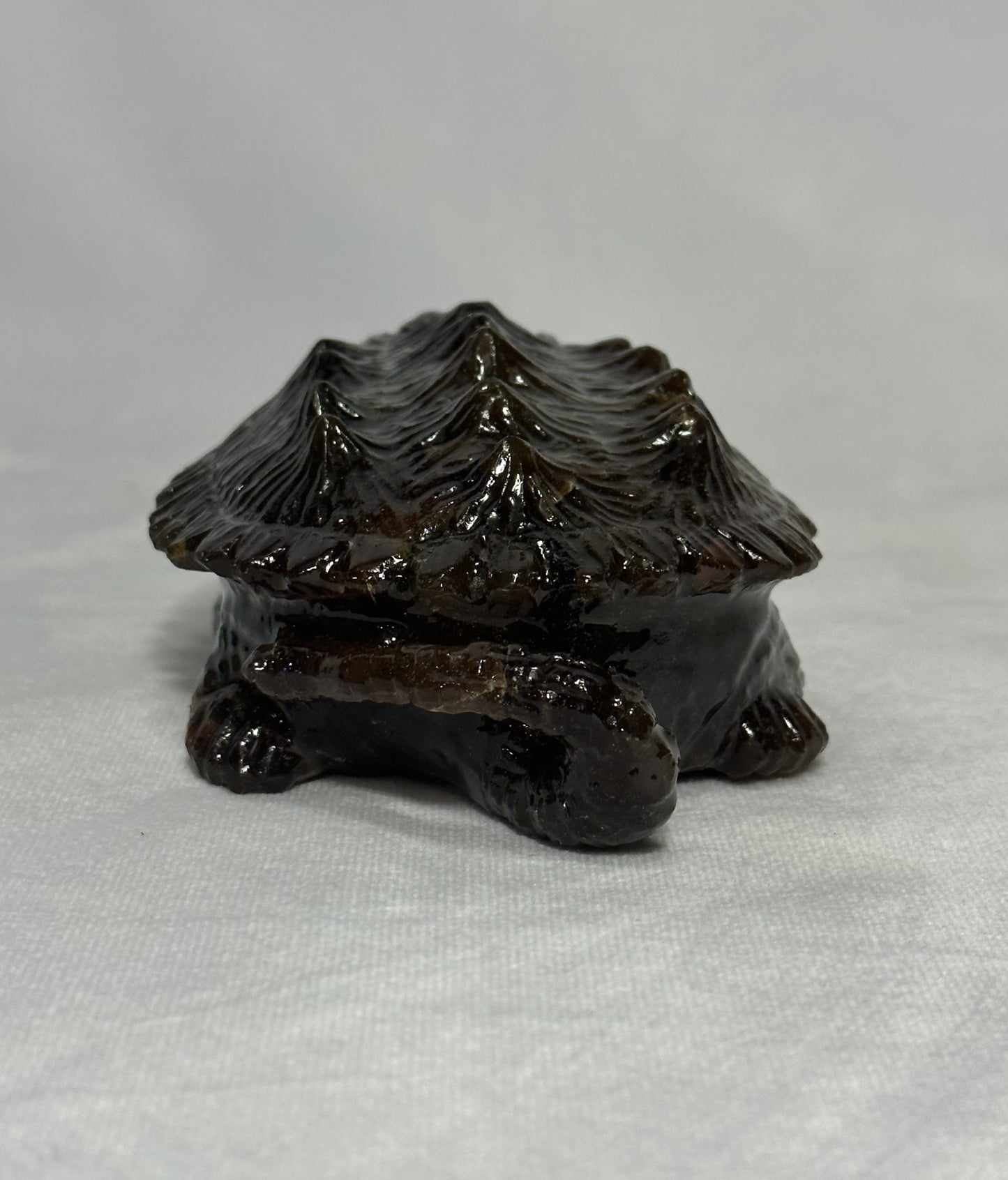 Dark Sumatran Amber Snapping Turtle
