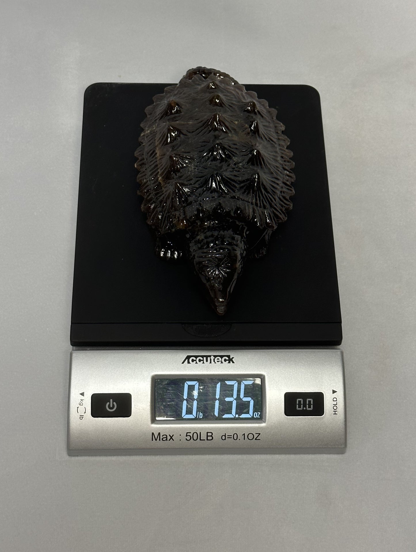 Dark Sumatran Amber Snapping Turtle