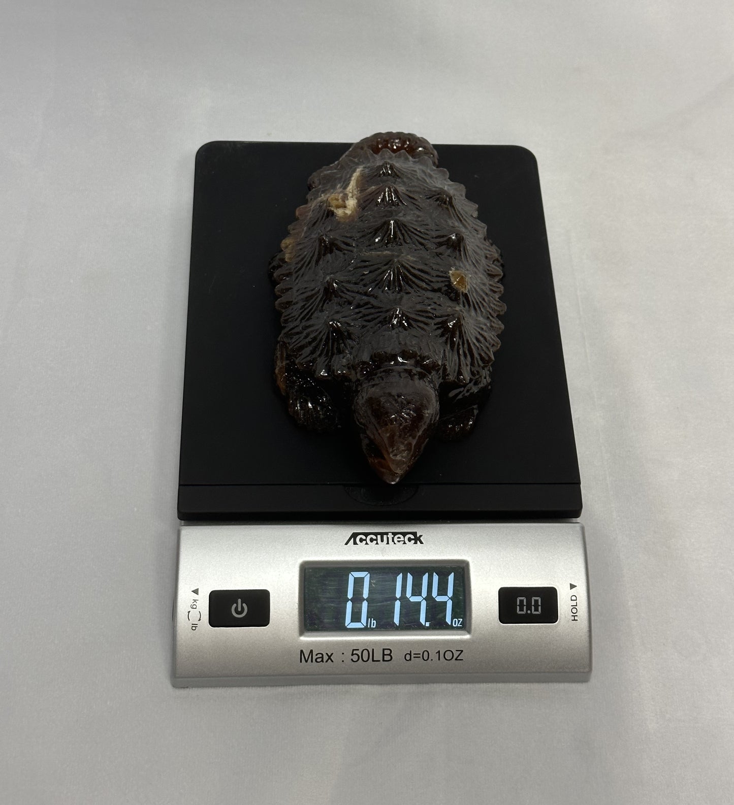 Stunning Amber Snapping Turtle