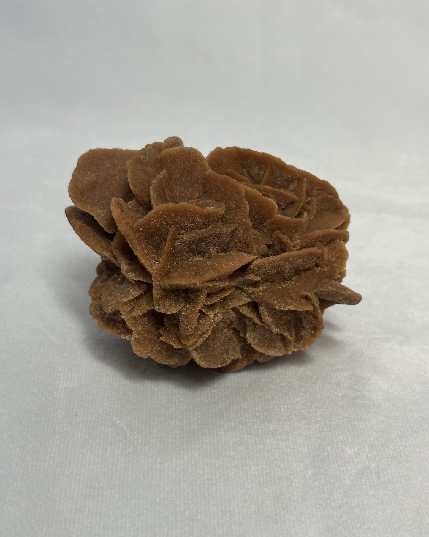 Rusty-Red Desert Rose