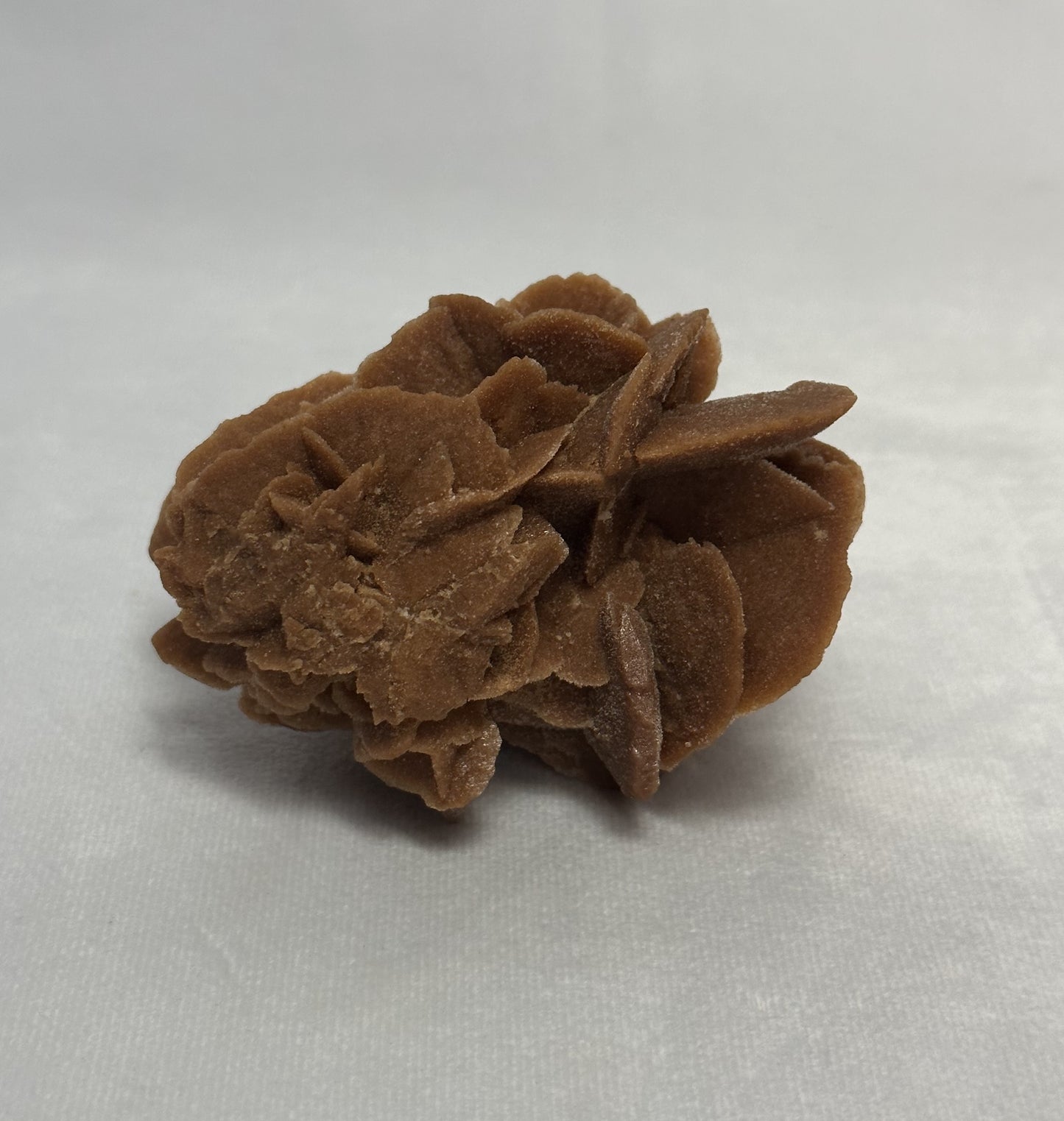 Rusty-Red Desert Rose