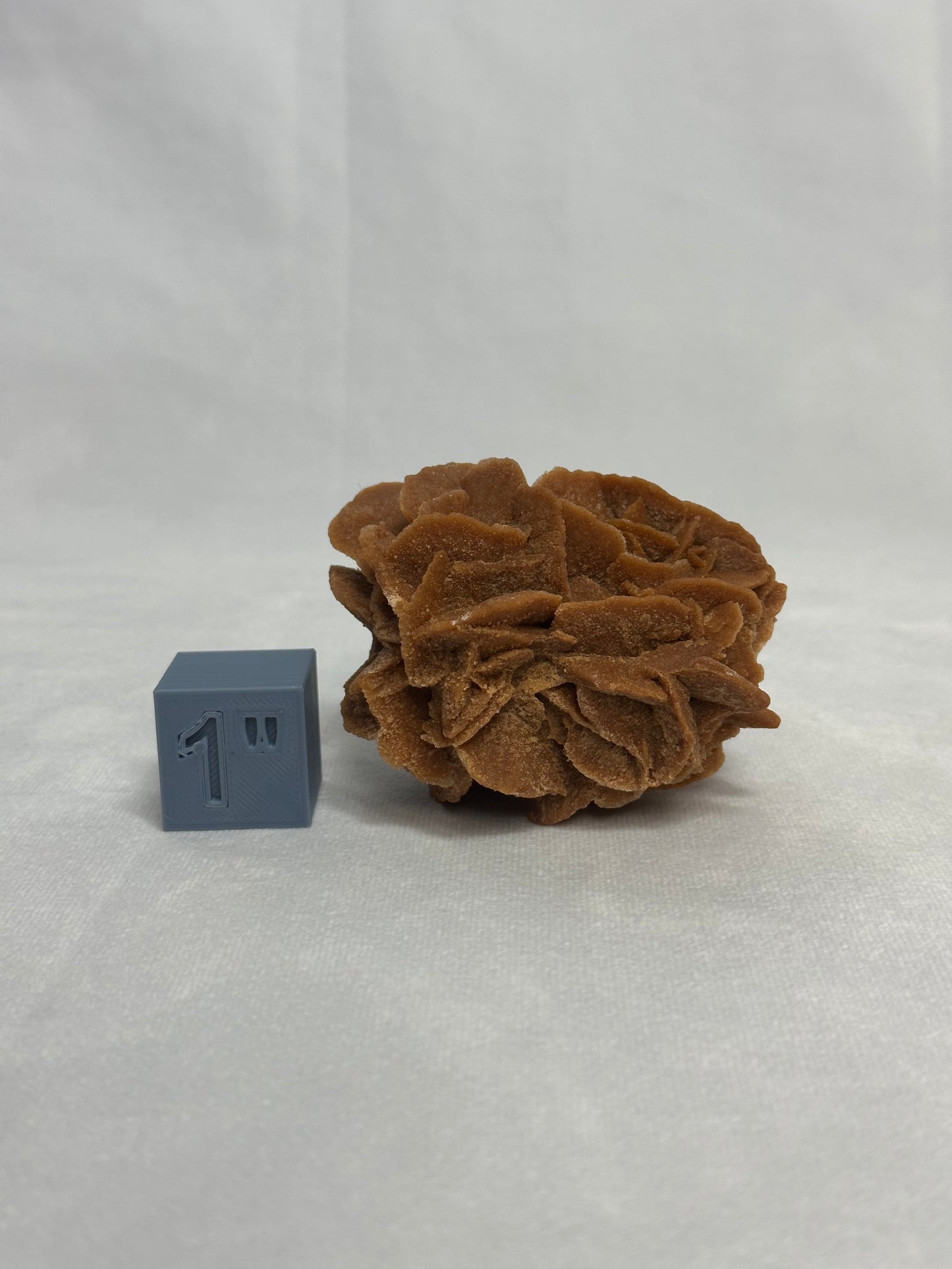 Rusty-Red Desert Rose