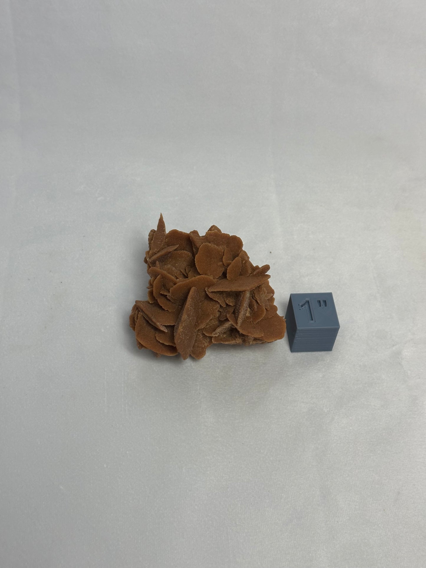 Bladed Desert Rose