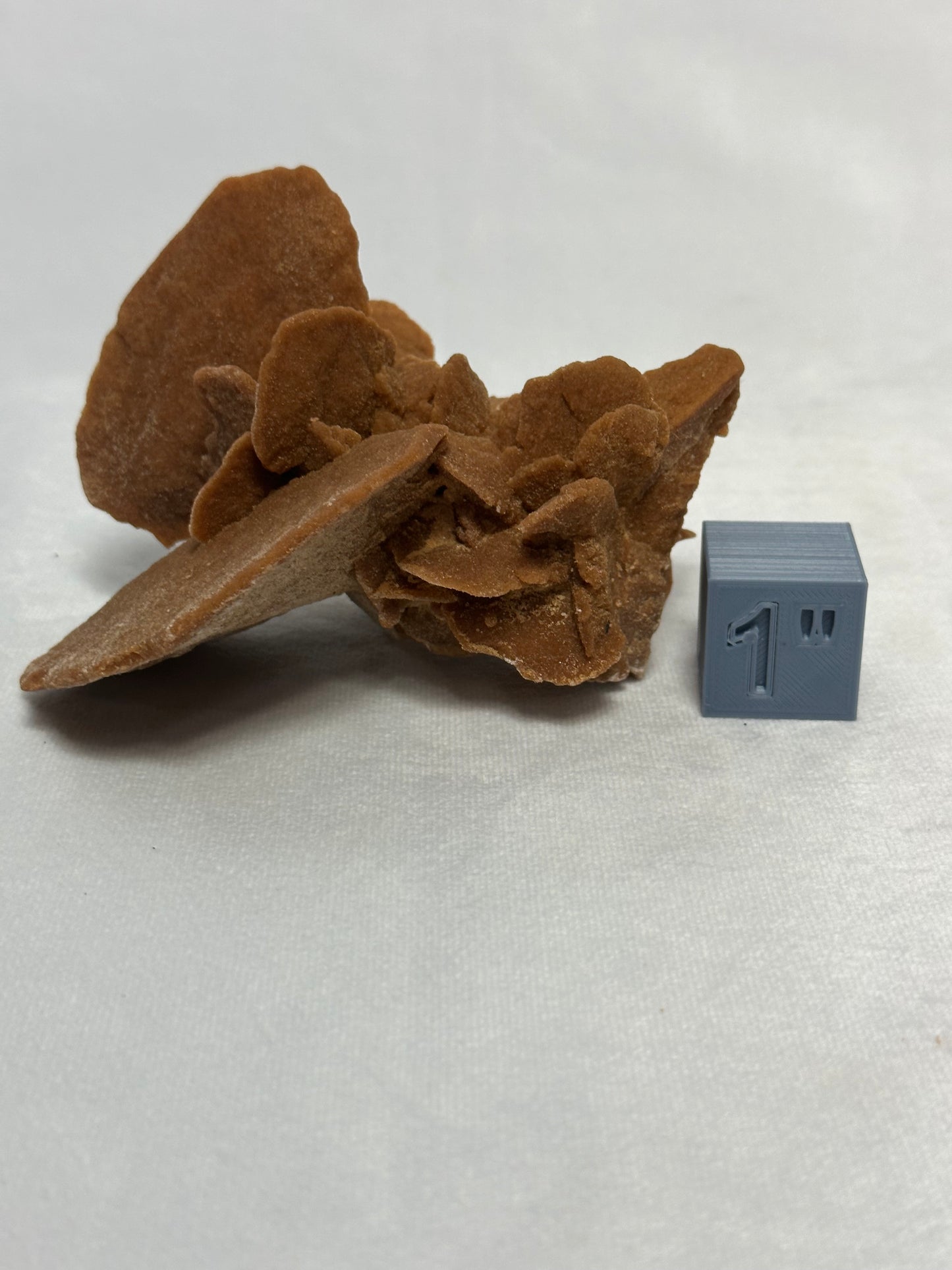 Big Bladed Desert Rose