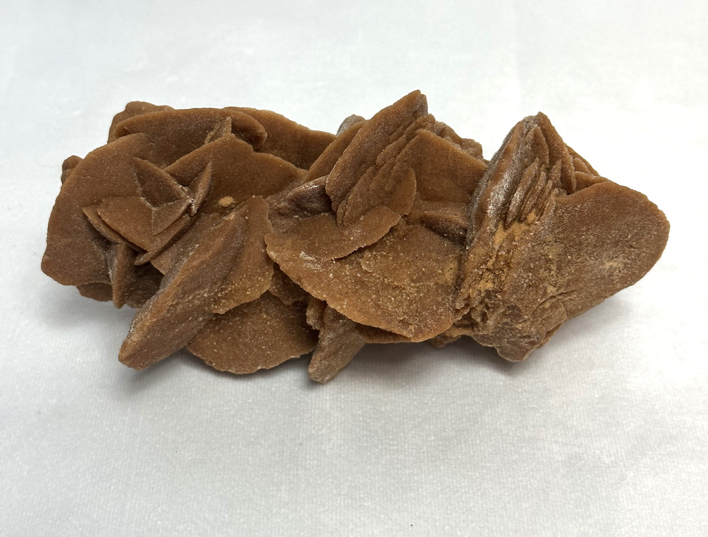 Delicate Desert Rose from Morocco