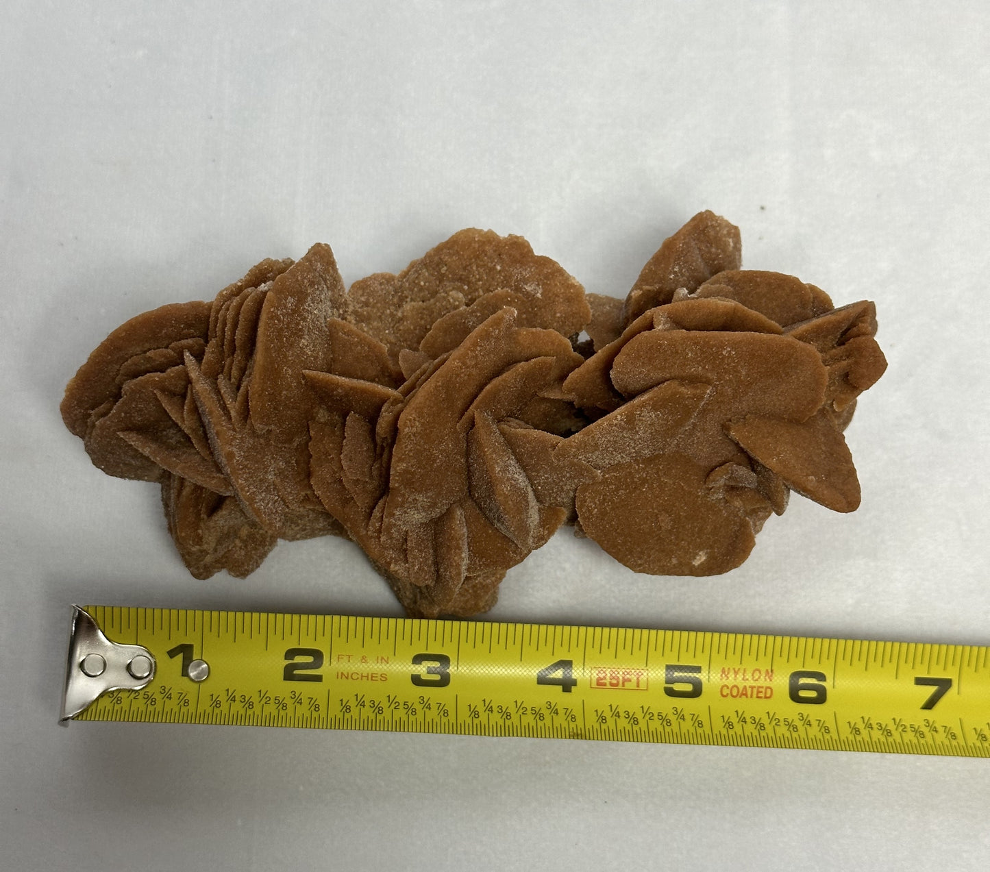 Delicate Desert Rose from Morocco