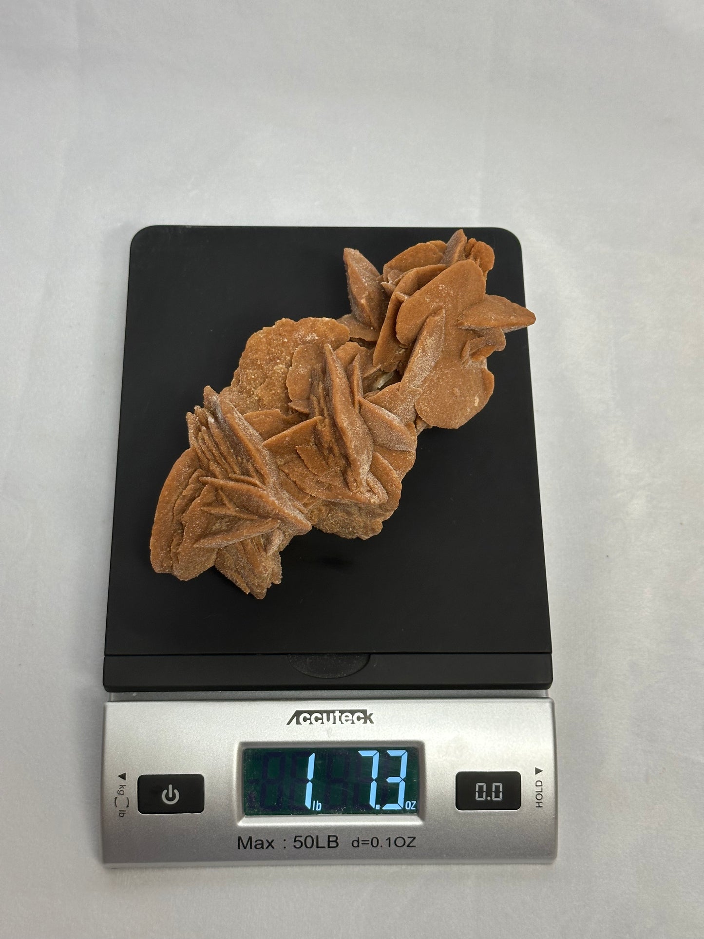 Delicate Desert Rose from Morocco