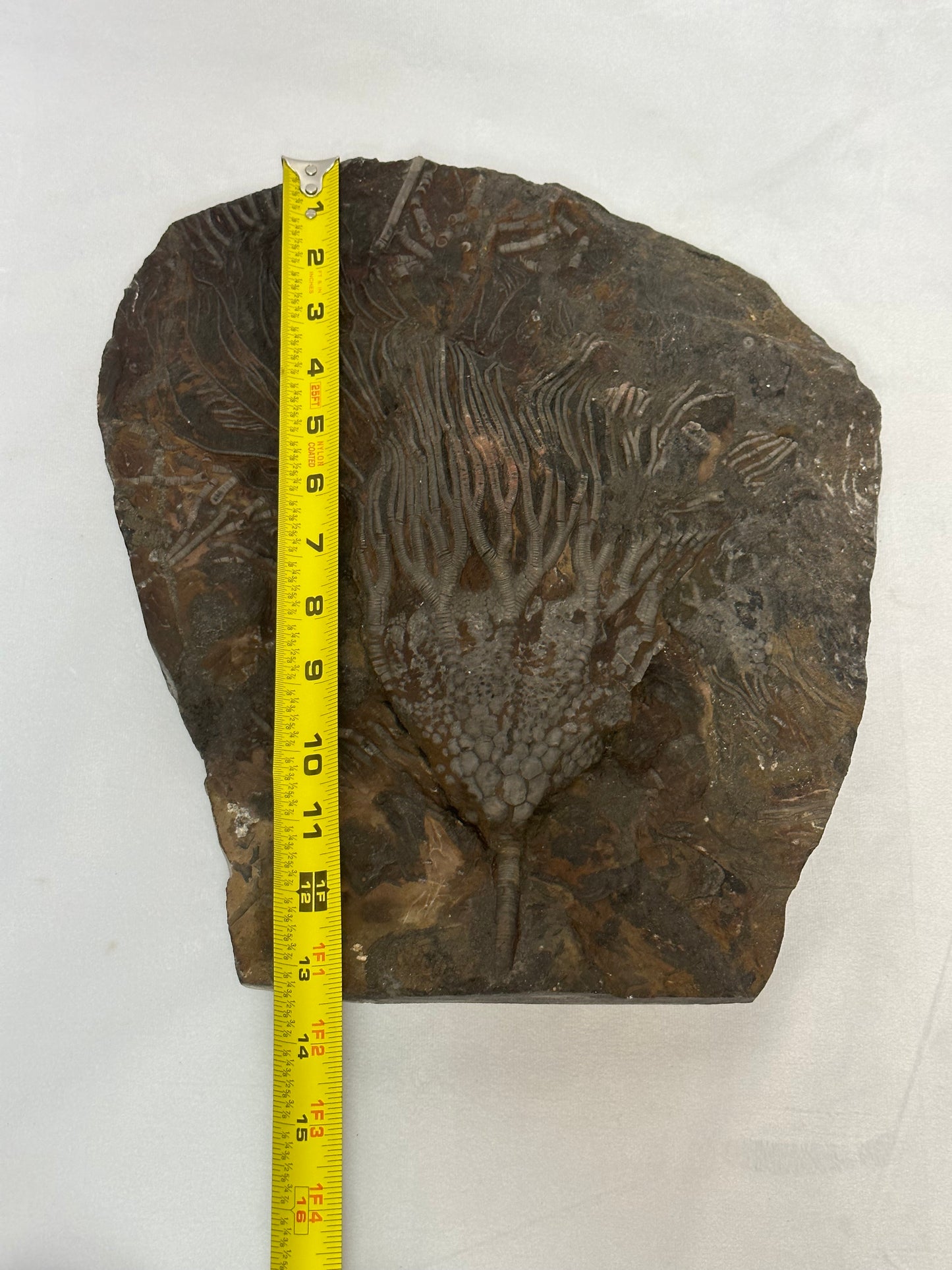 Astonishing Crinoid Plate