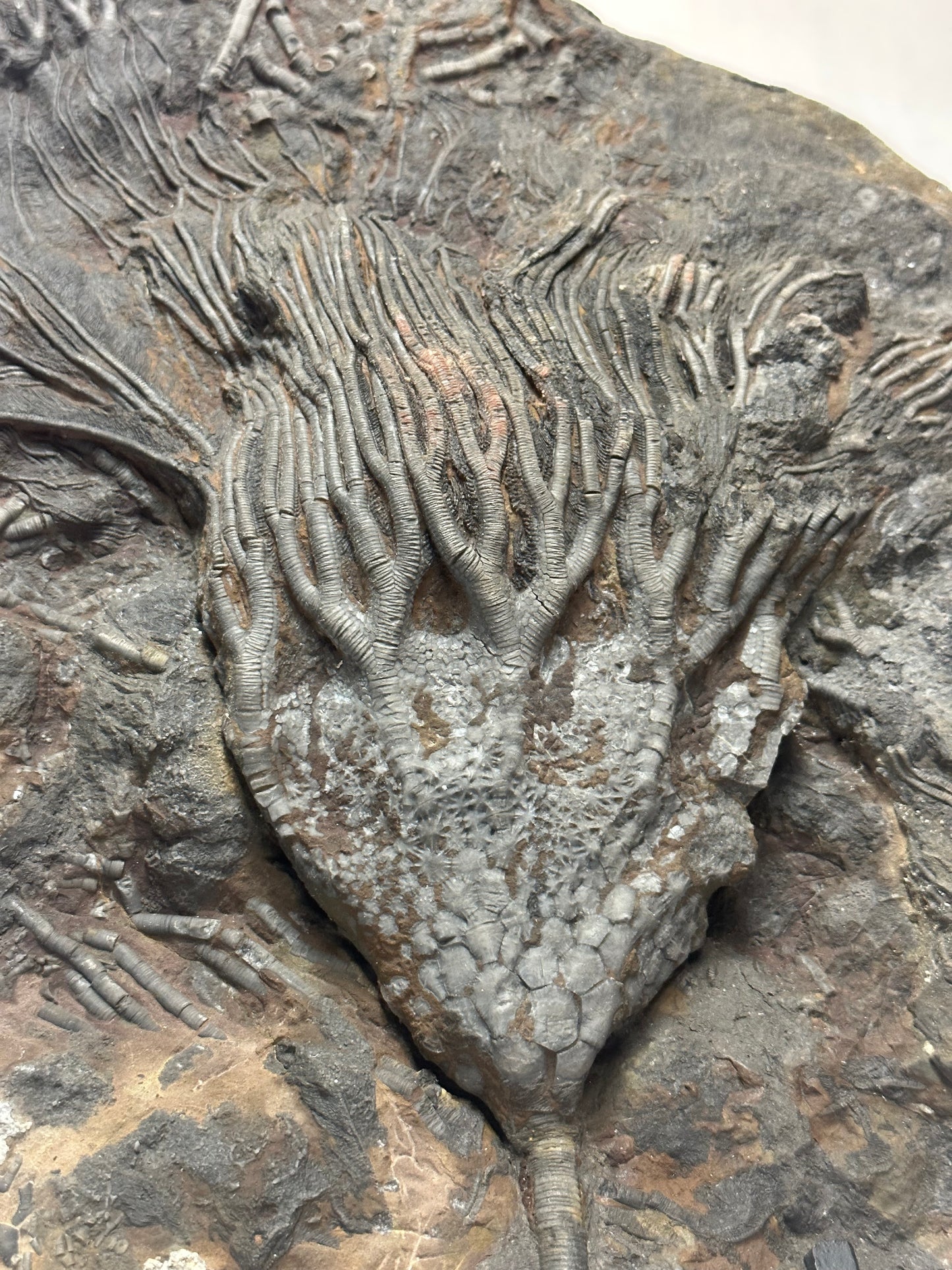 Astonishing Crinoid Plate