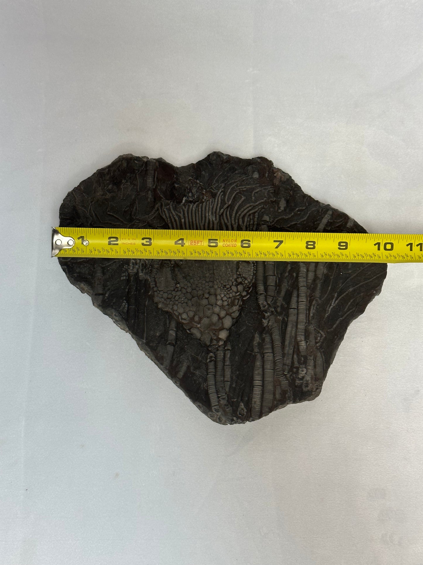 Crinoid Plate 10"
